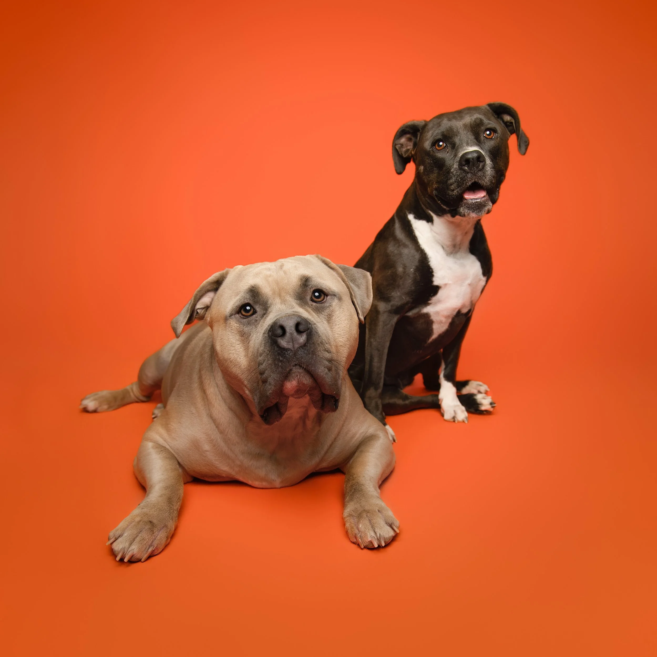 studio-dog-photography-two-american-bullies.jpeg
