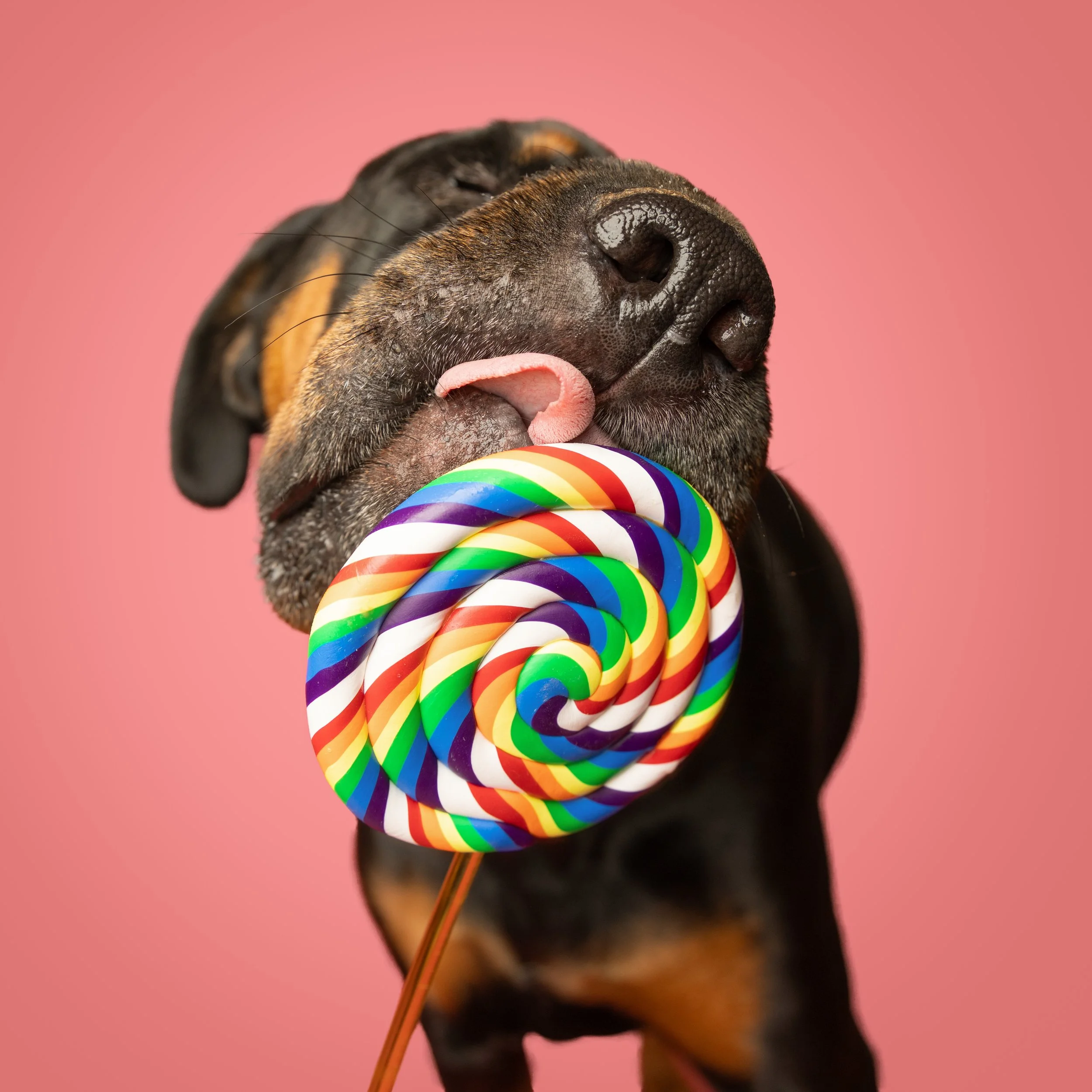 Lolliop-dog-photography-flamingo-104.jpg