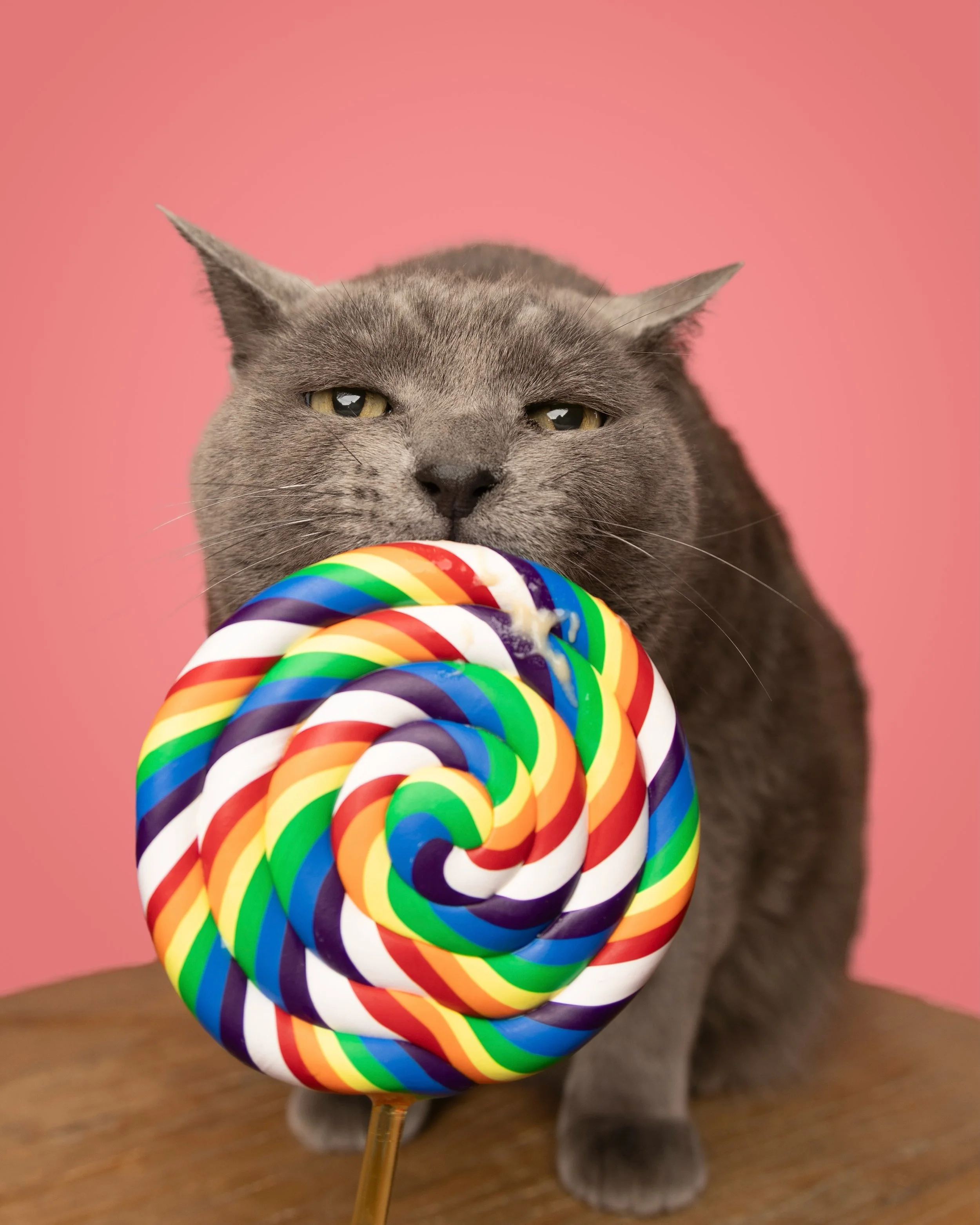 Meet Blue. My cat who says nothing phases me if there&rsquo;s food involved 😂😂

For my cat guardians&hellip;this is your reminder that studio sessions aren&rsquo;t just for dogs.

If your cat has even a little of Blue&rsquo;s &ldquo;treat-motivated