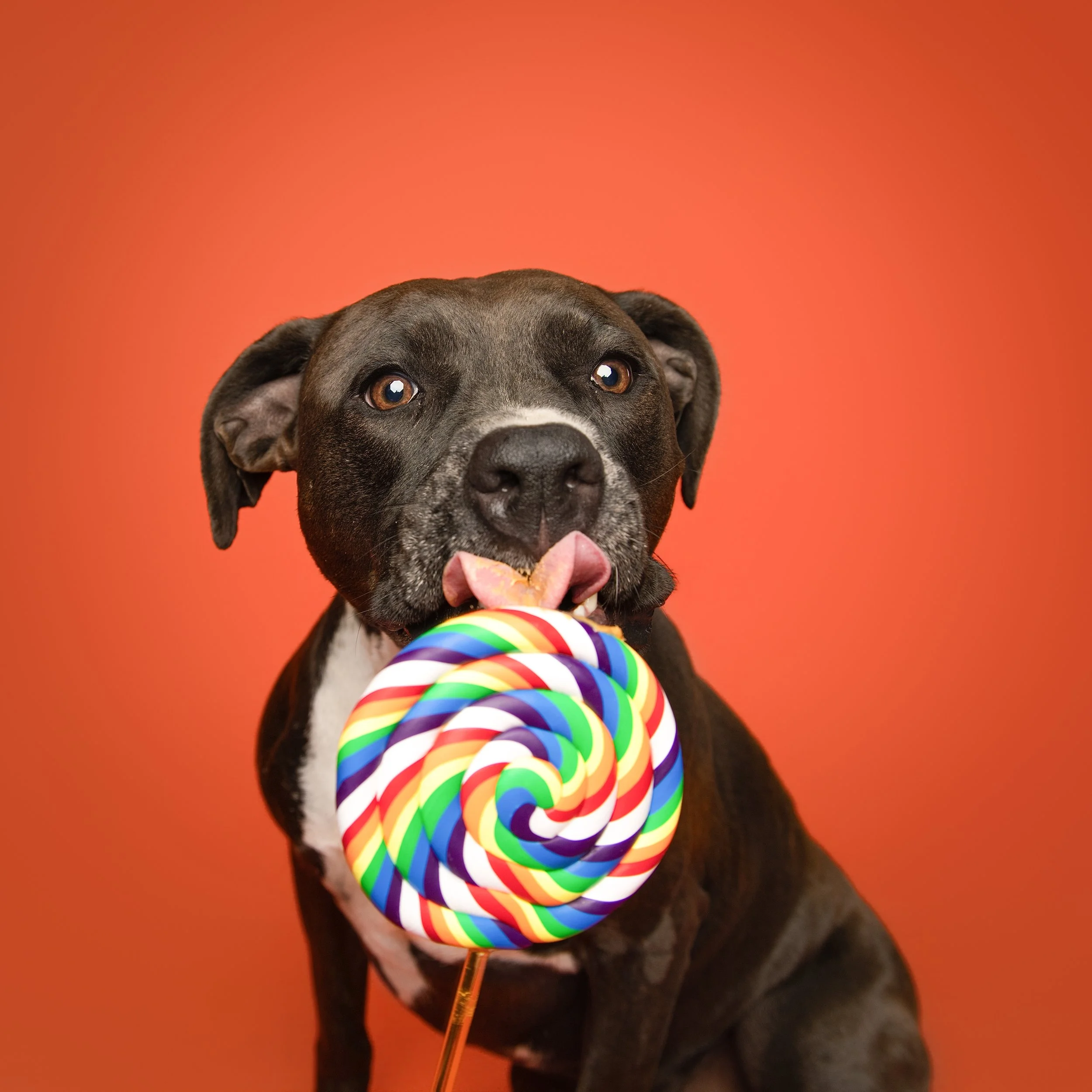 Lolliop-dog-photography-tangelo-102.jpg