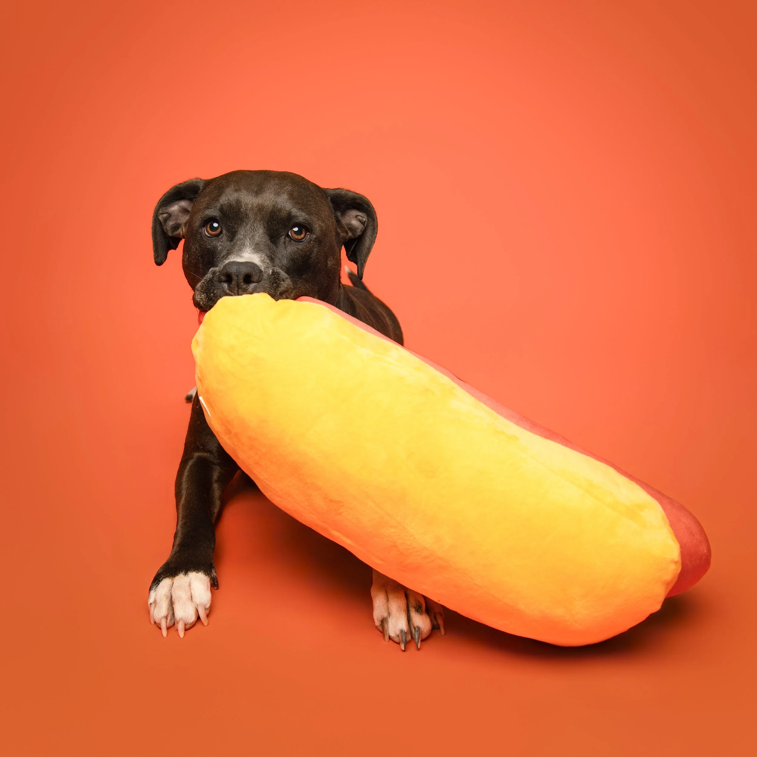 Lolliop-dog-photography-tangelo-104.jpg