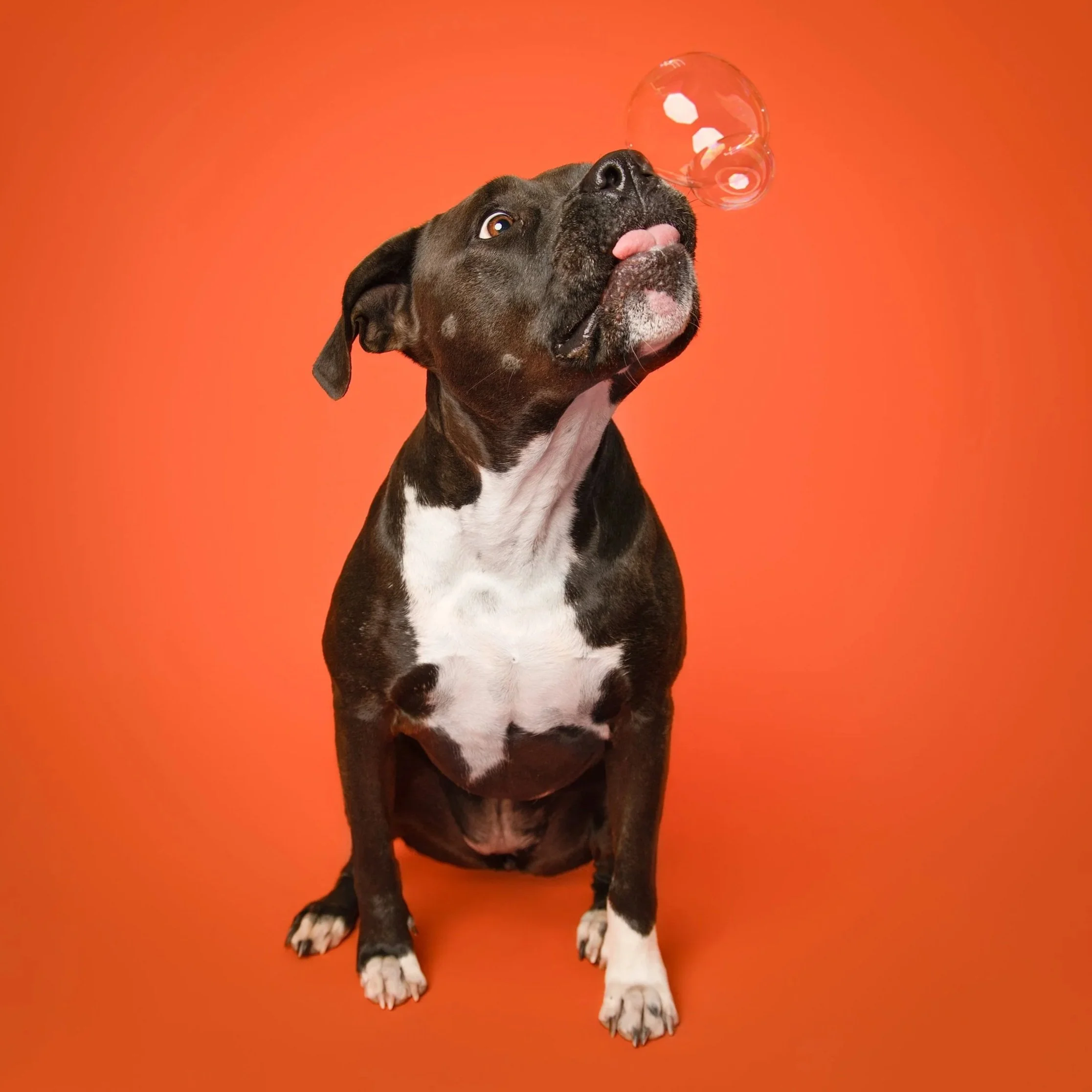 Lolliop-dog-photography-tangelo-100.jpg