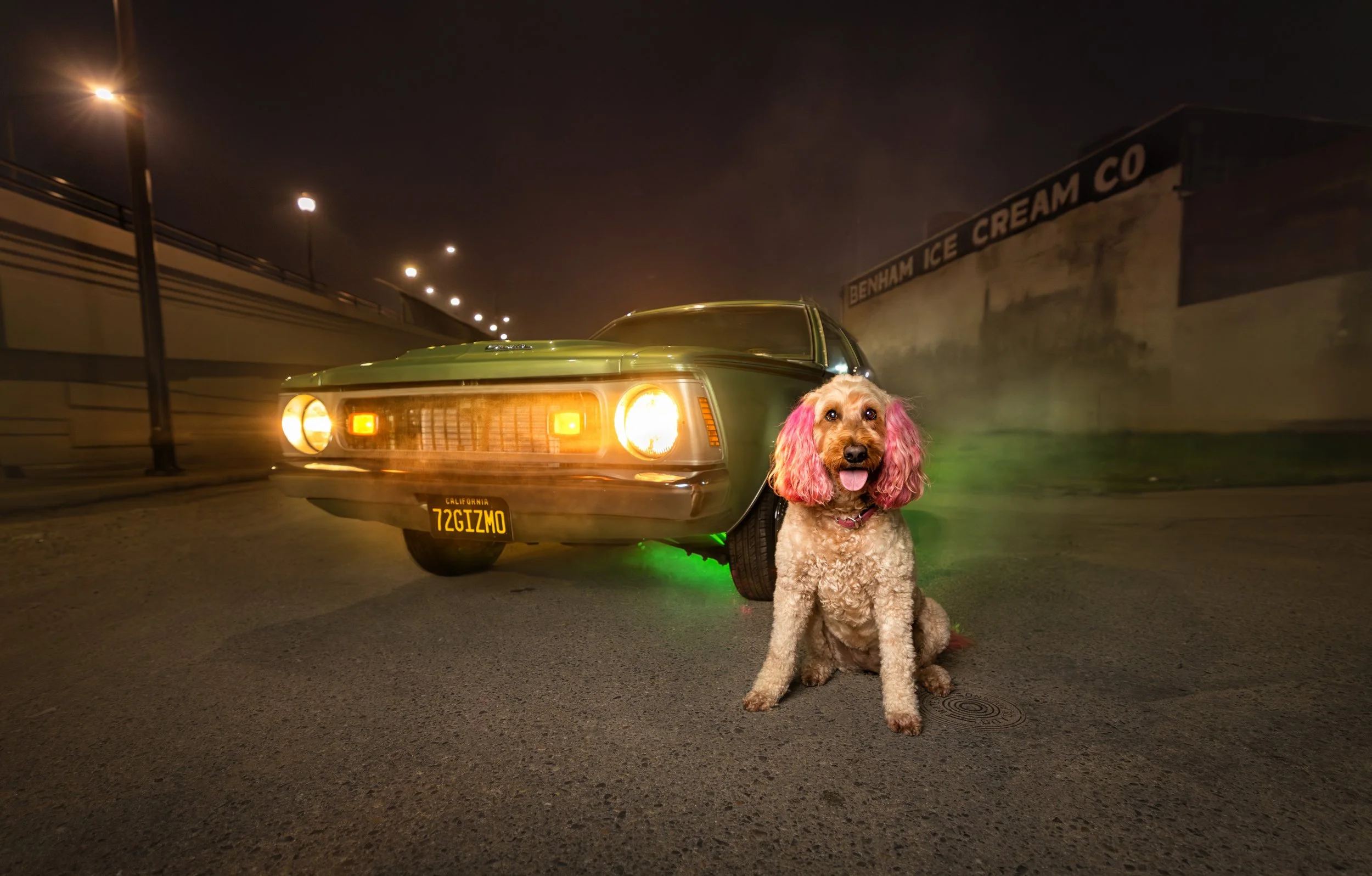 dogs-after-dark-poodle-night-photography-fresno.jpeg