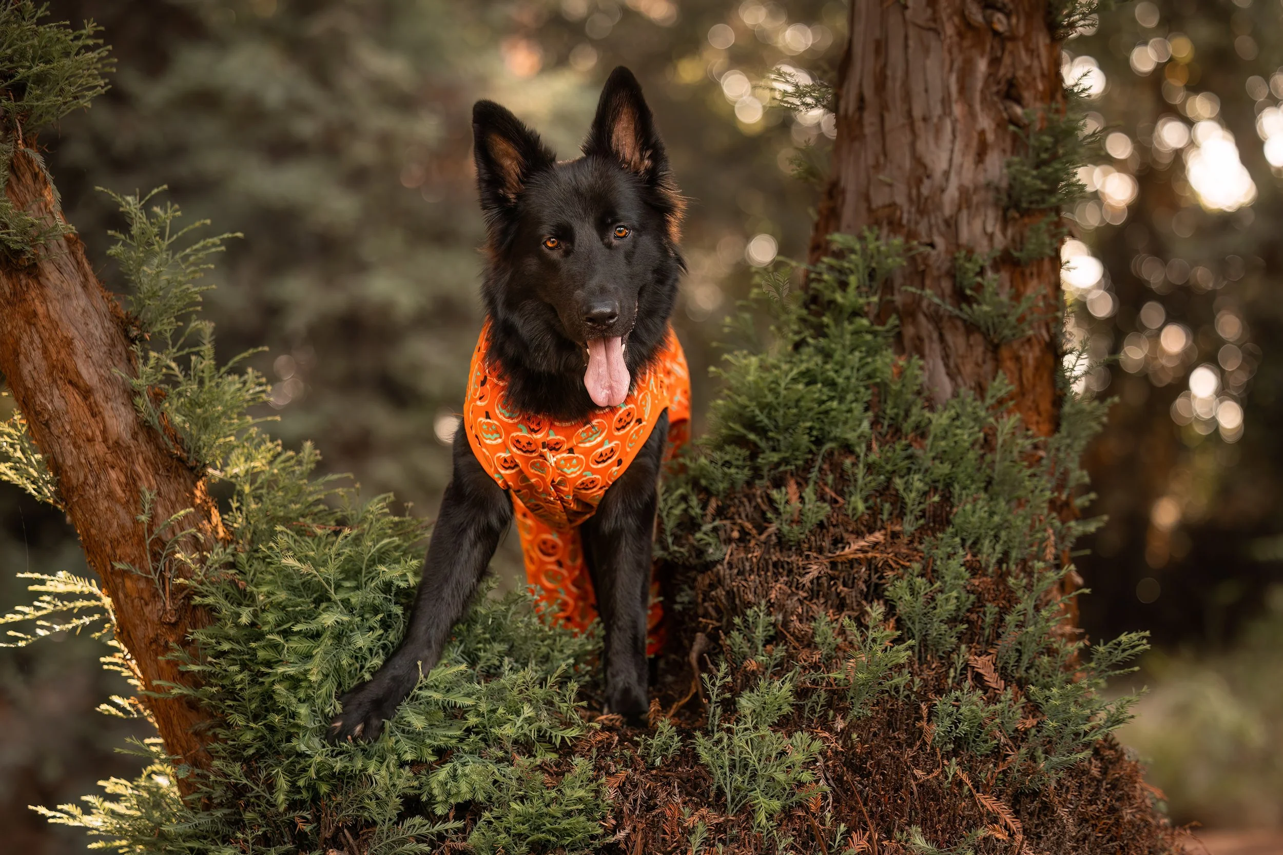 A black dog wearing an orange Halloween-themed bandana, standing between two trees in a forest, with a blurred background of trees and sunlight.