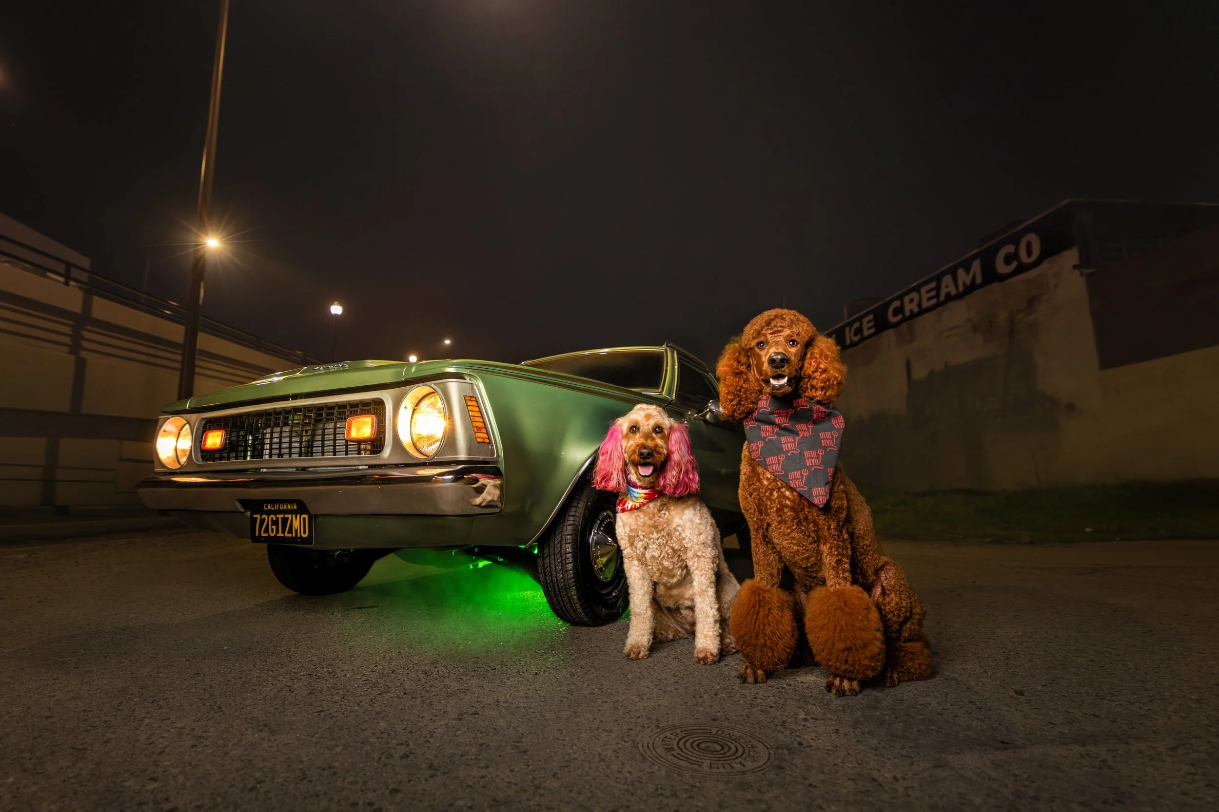white-poodle-tan-poodle-vintage-car-downtown-fresno.jpeg