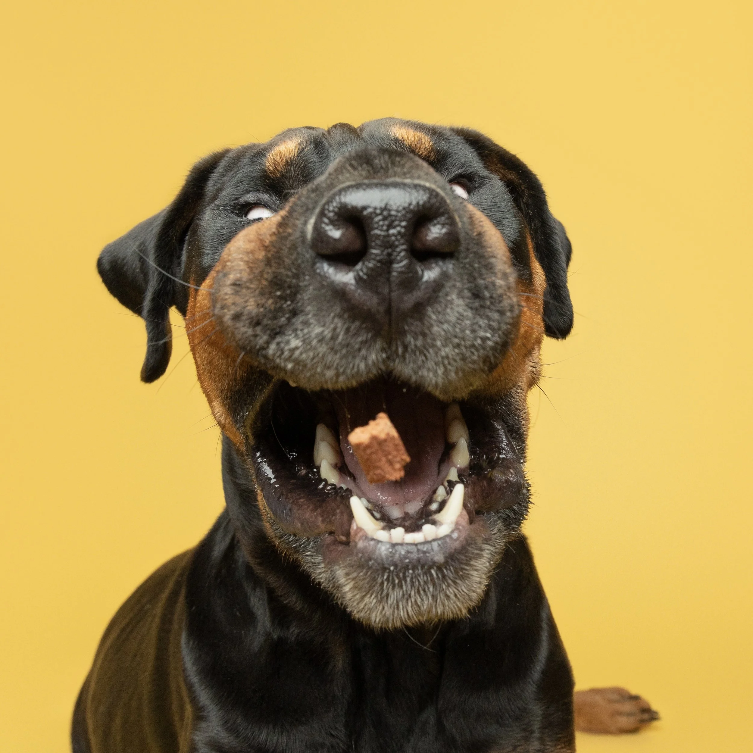 Close-up of a Rottweiler dog with a treat in its mouth against a yellow background.