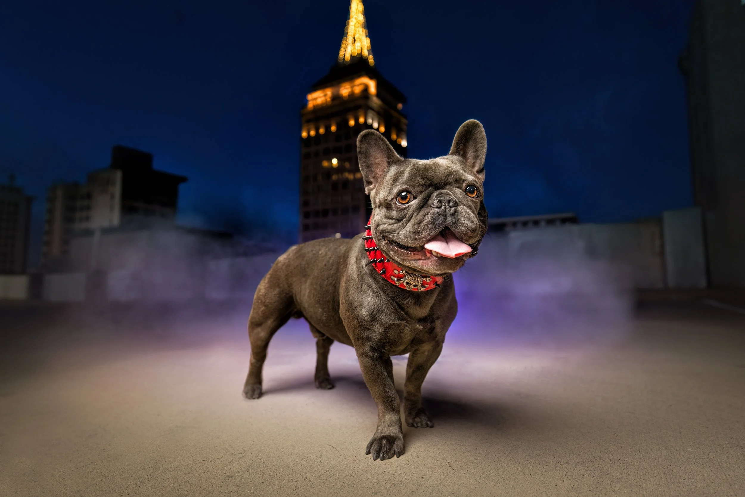 dogs-after-dark-french-bulldog-cityscapes.jpeg