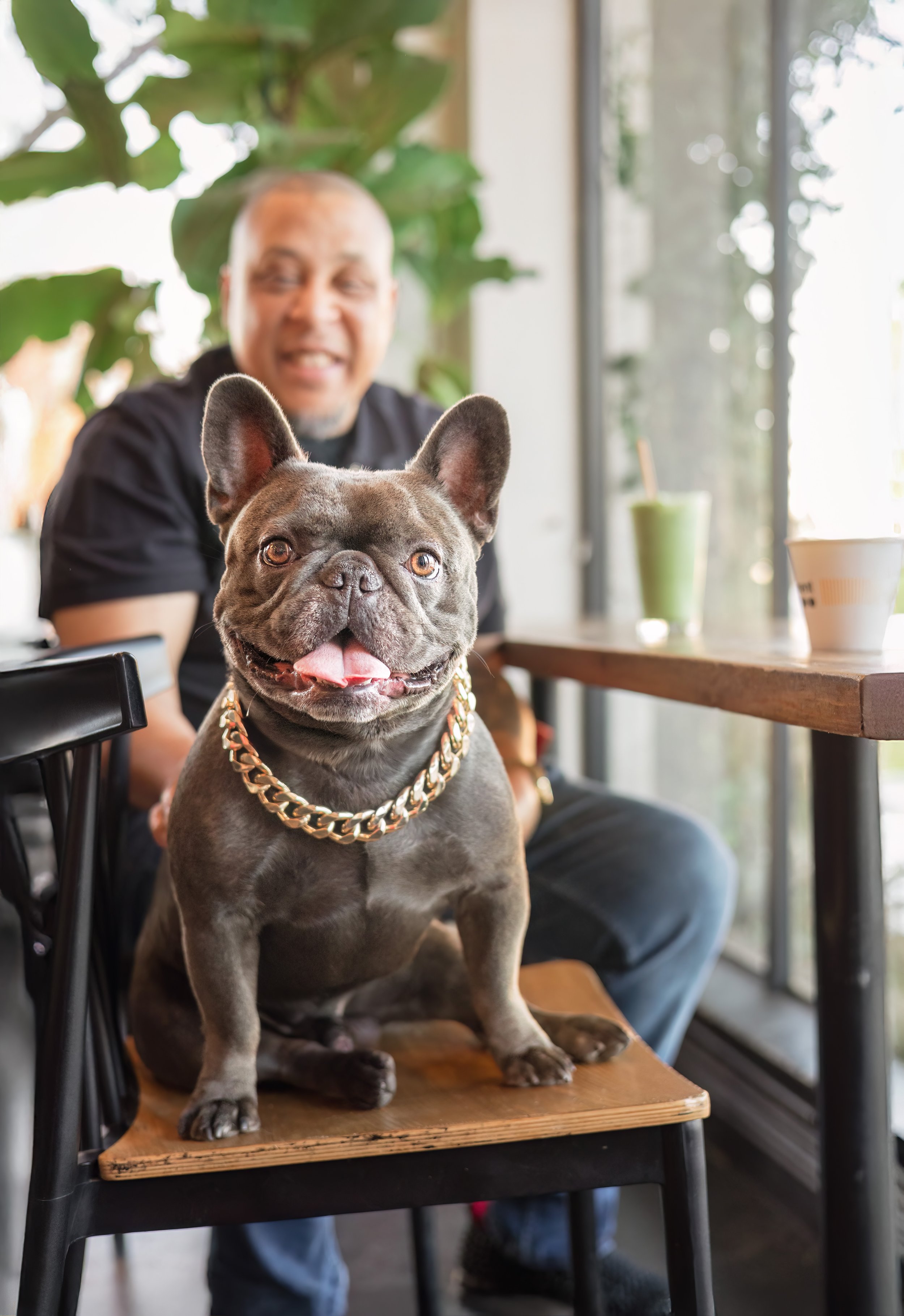 French-bulldog-coffee-shop.jpeg