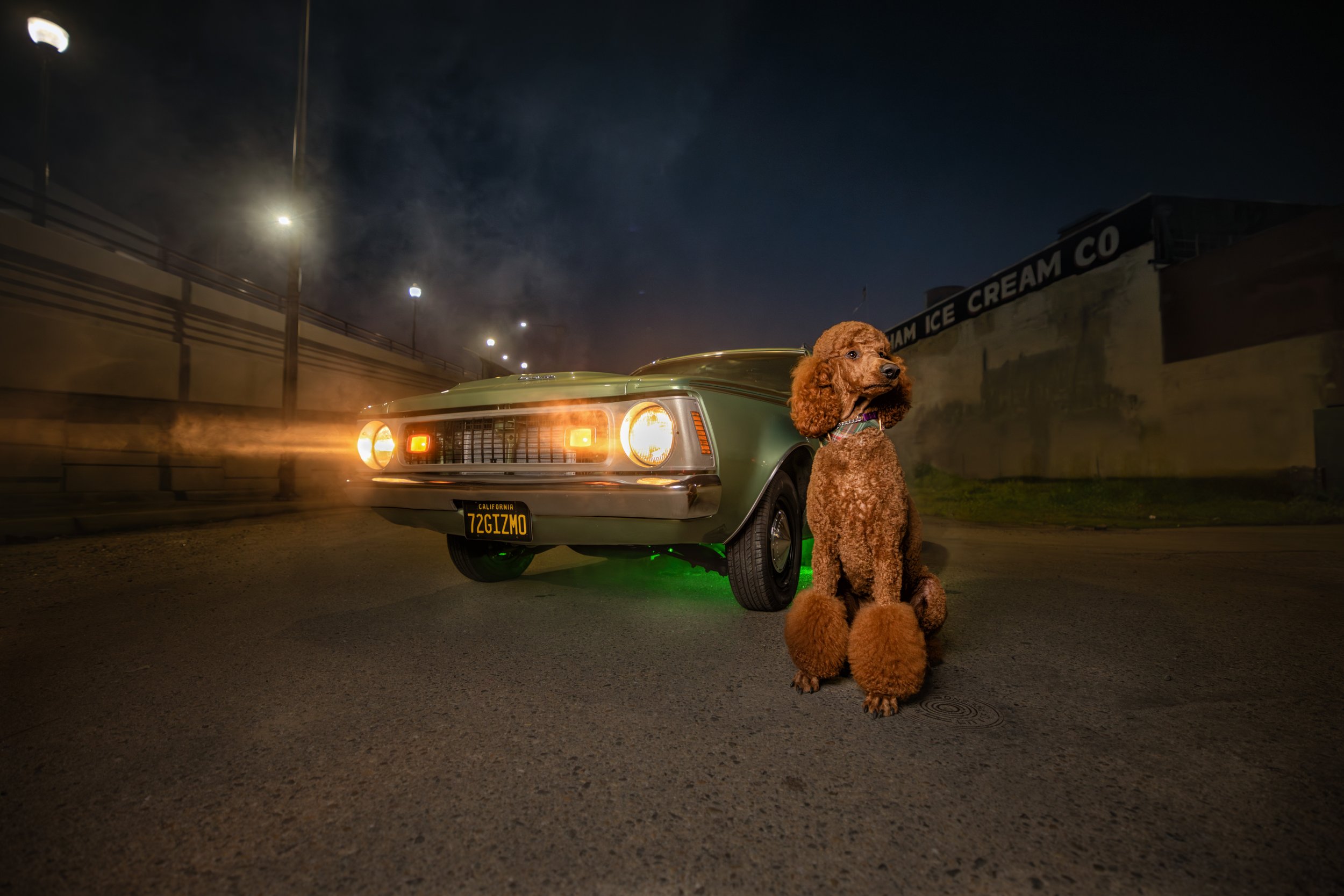 dogs-after-dark-poodle-downtown-fresno.jpeg
