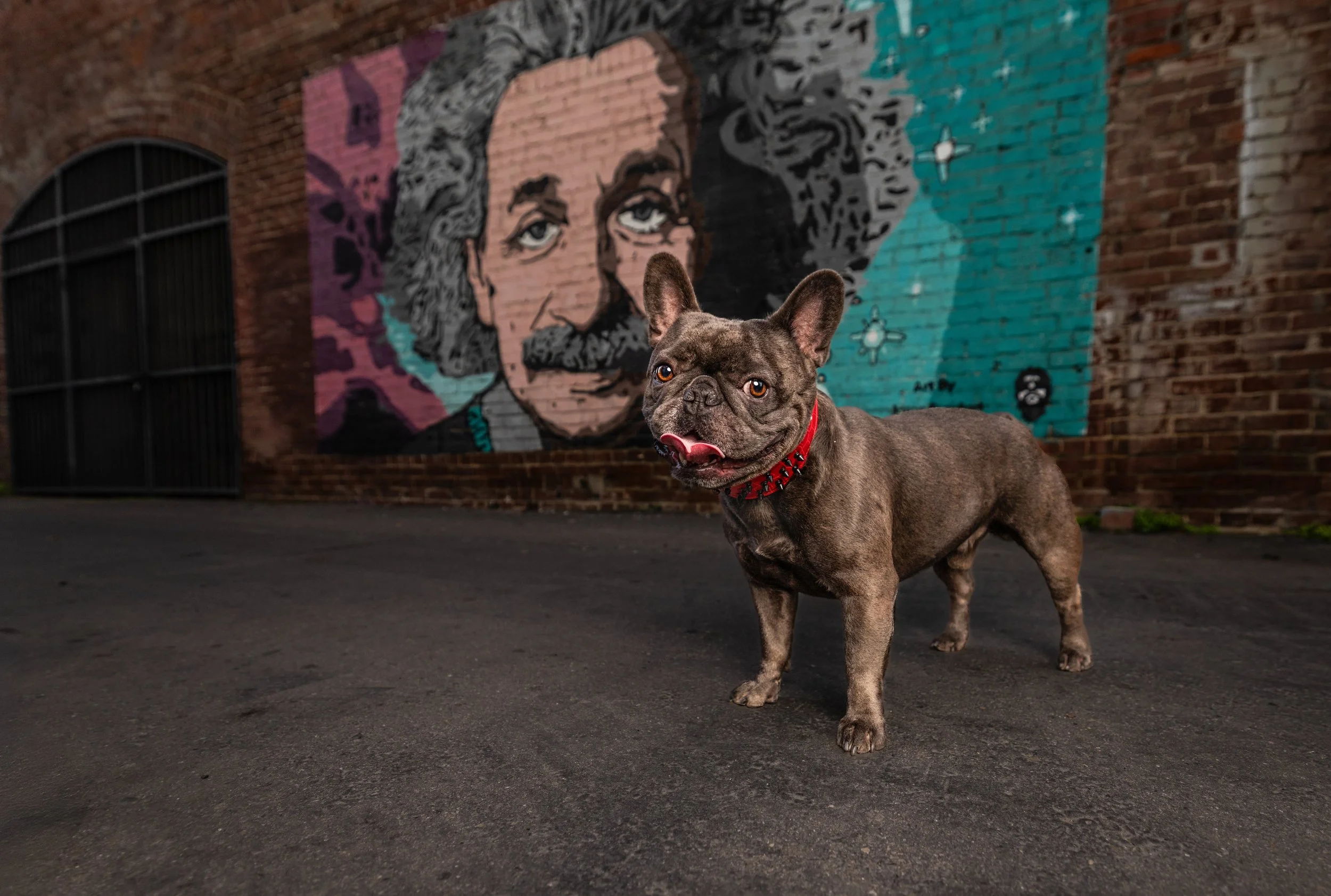 French-bulldog-einstein-mural.jpeg