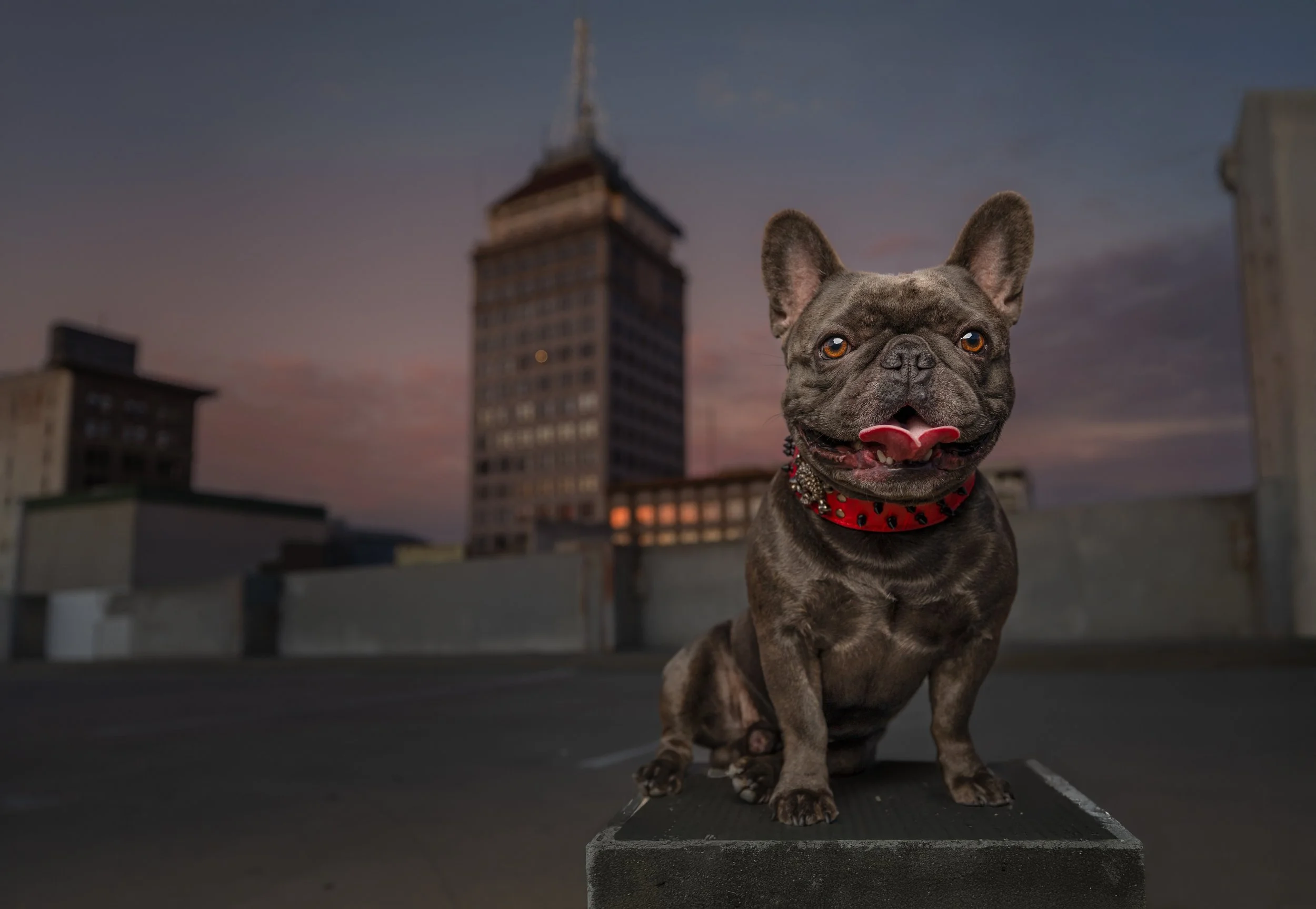 dogs-after-dark-fine-art-dog-photography-fresno-rooftop-night.jpeg