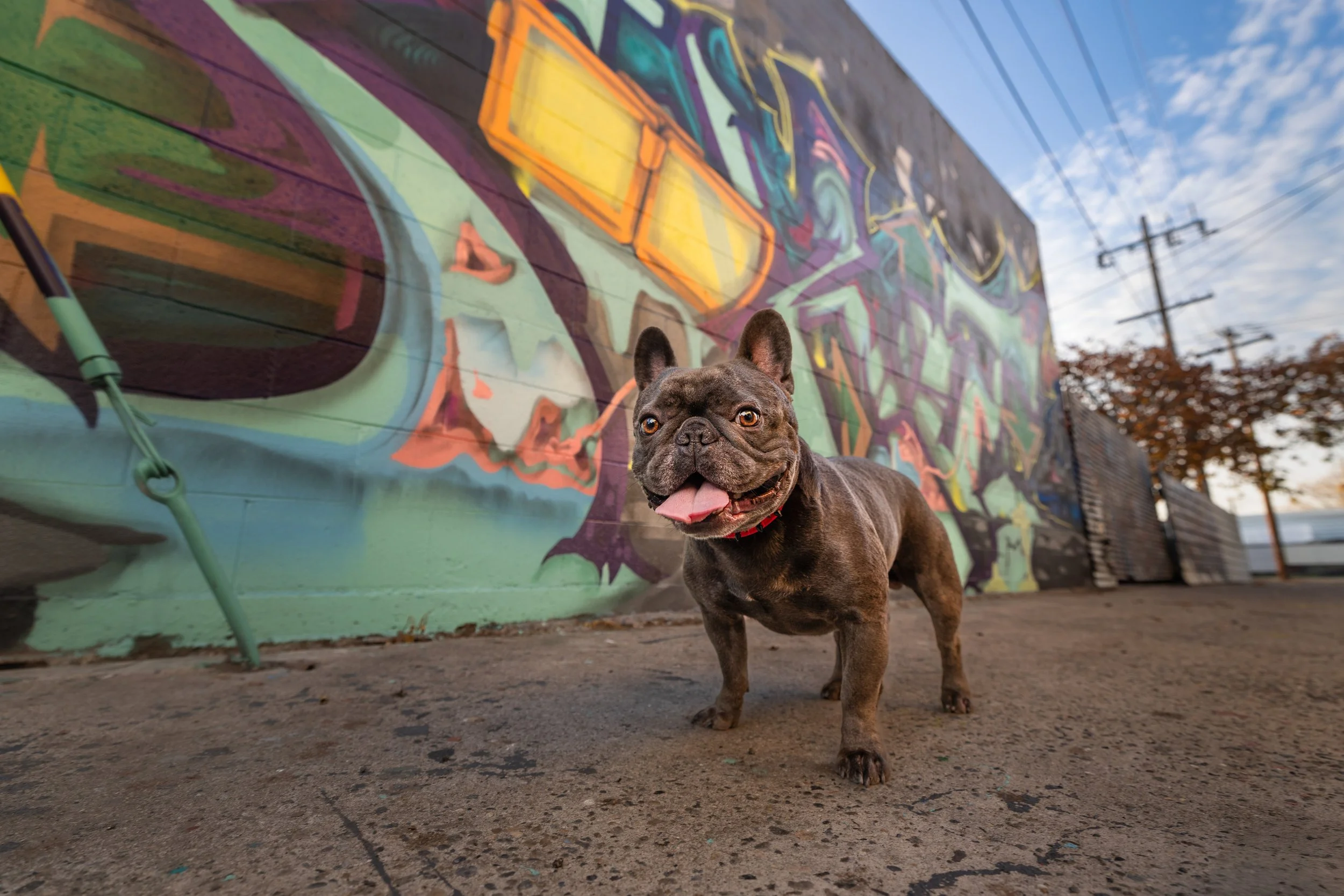 French-bulldog-fresno-mural.jpeg