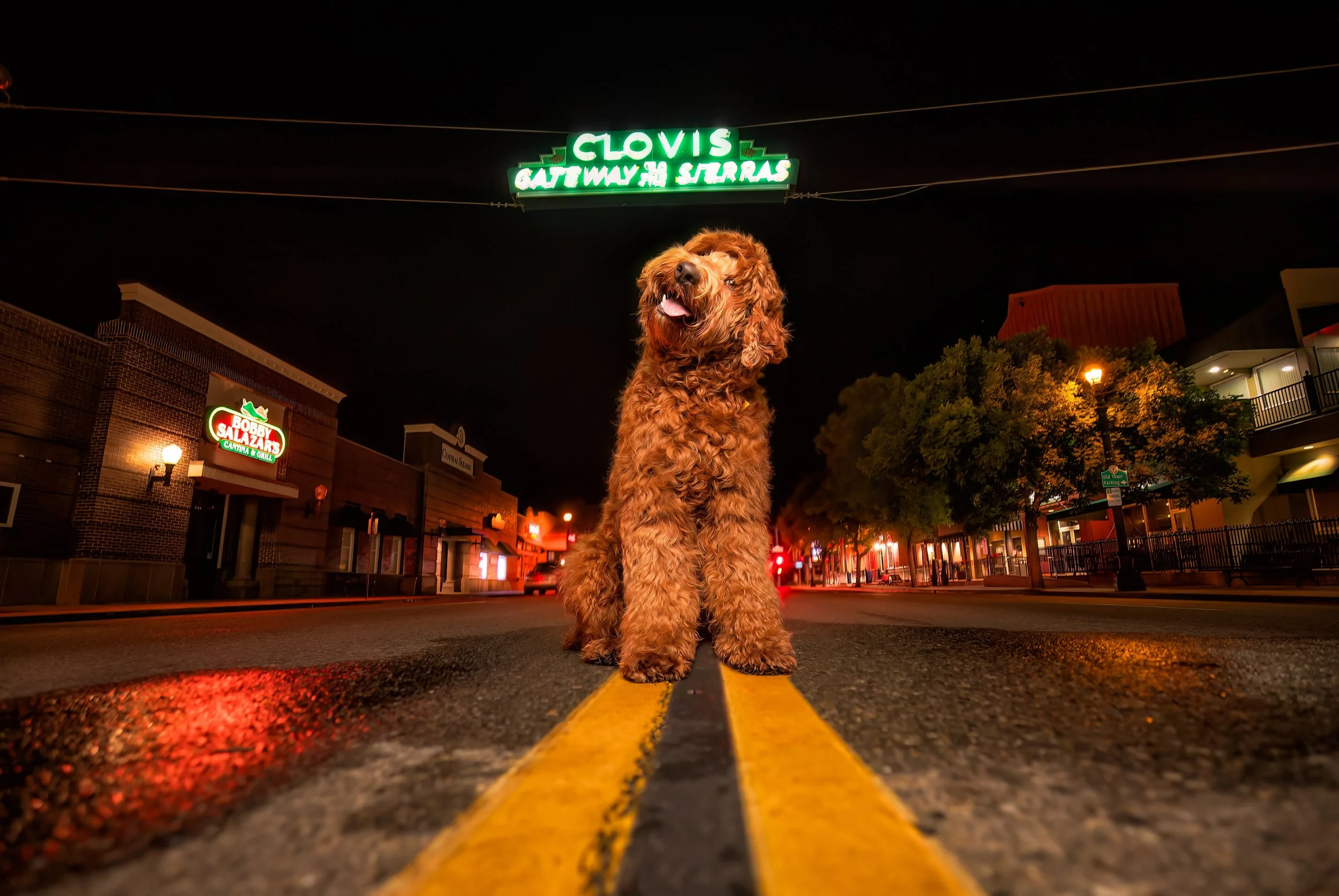 dogs-after-dark-neon-dog-photography-clovis.jpeg