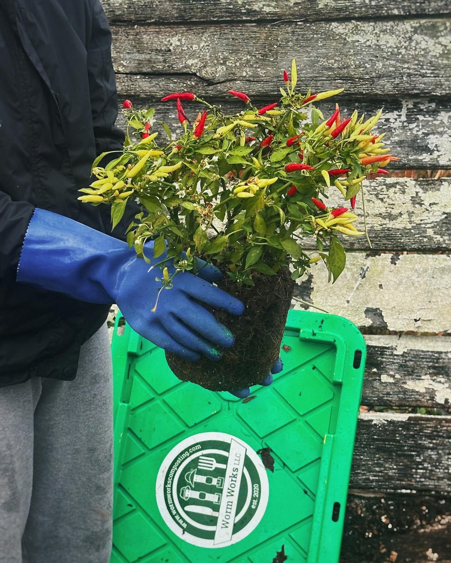 Proof that Worm Works composters bring the heat. Chili peppers, anyone?

We&rsquo;re always sorry to see a plant go, but composting ensures its life cycle will continue by feeding our local soils.🤎🪴&nbsp;

Our community of composters is helping to 