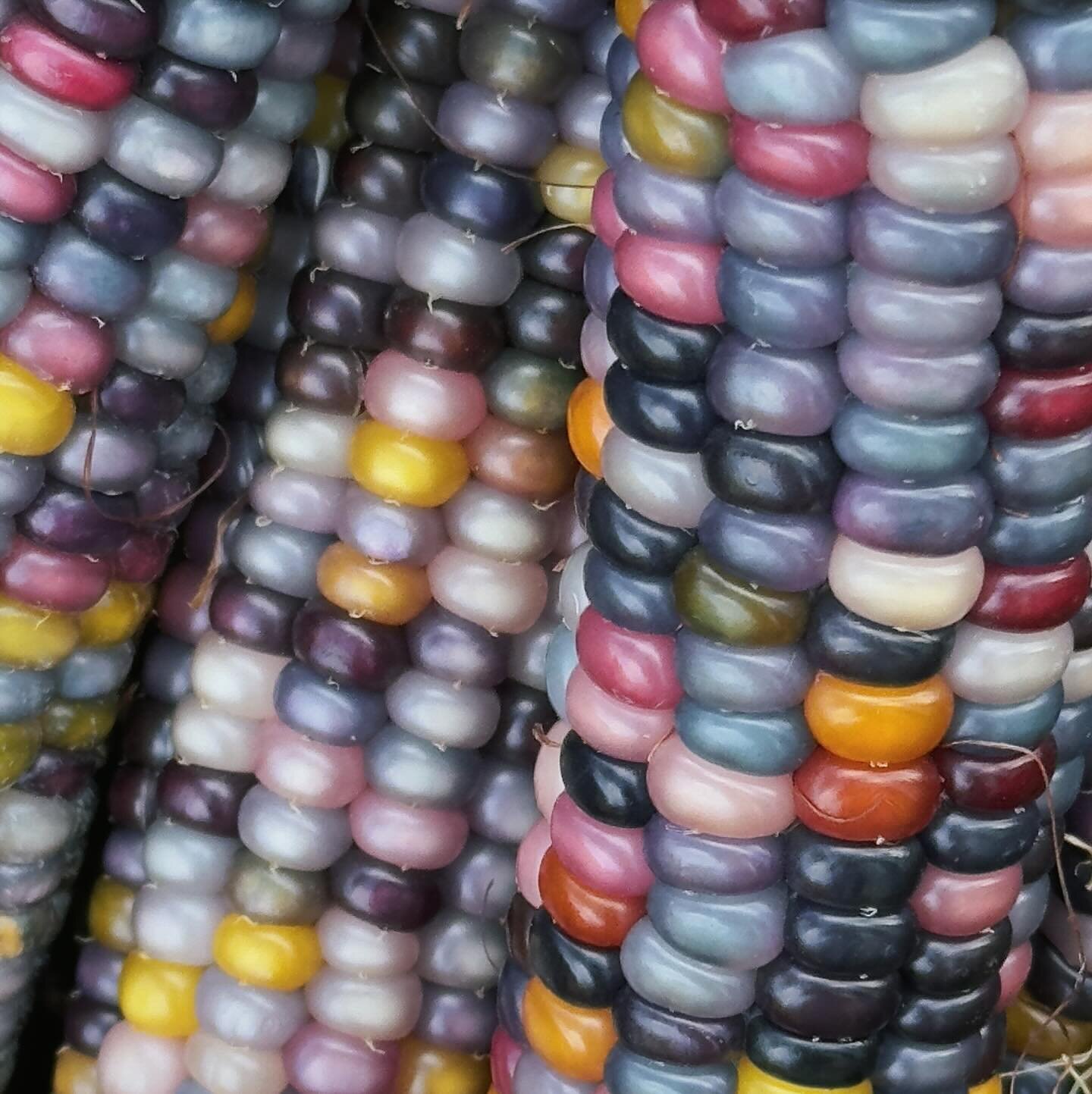 Wait, zoom out&hellip; Can you believe this is corn?👀 Our composted finds just get more interesting by the day!

This variety of corn is called Glass Gem corn, and it has a story.💎🌽✨ Only a few decades ago, half-Cherokee farmer Carl Barnes began p