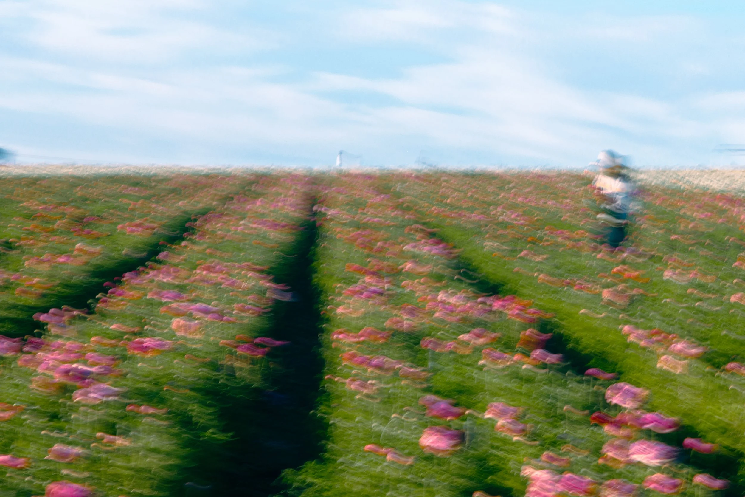 FlowerFields.jpg