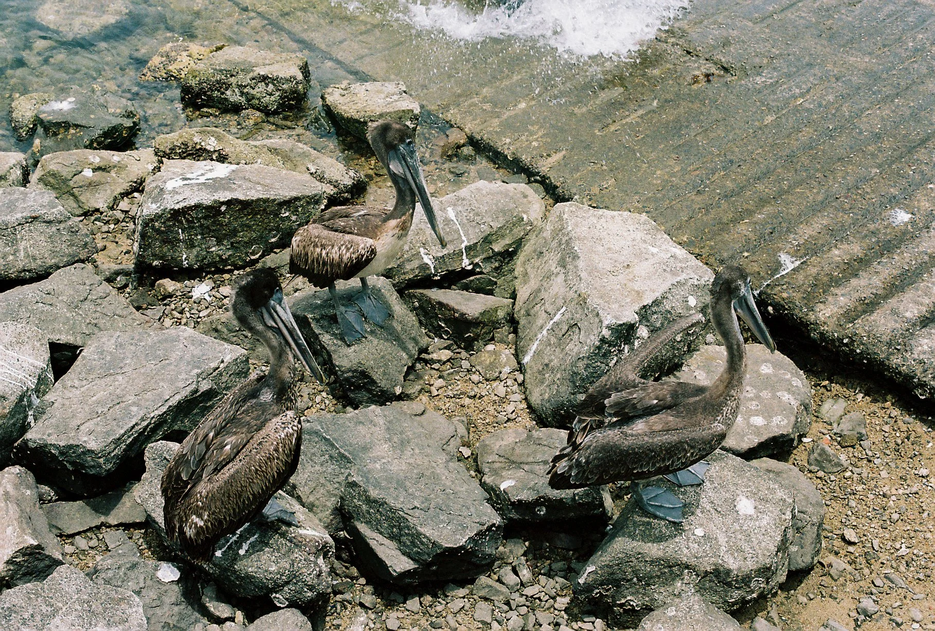 6rolls-074.jpg