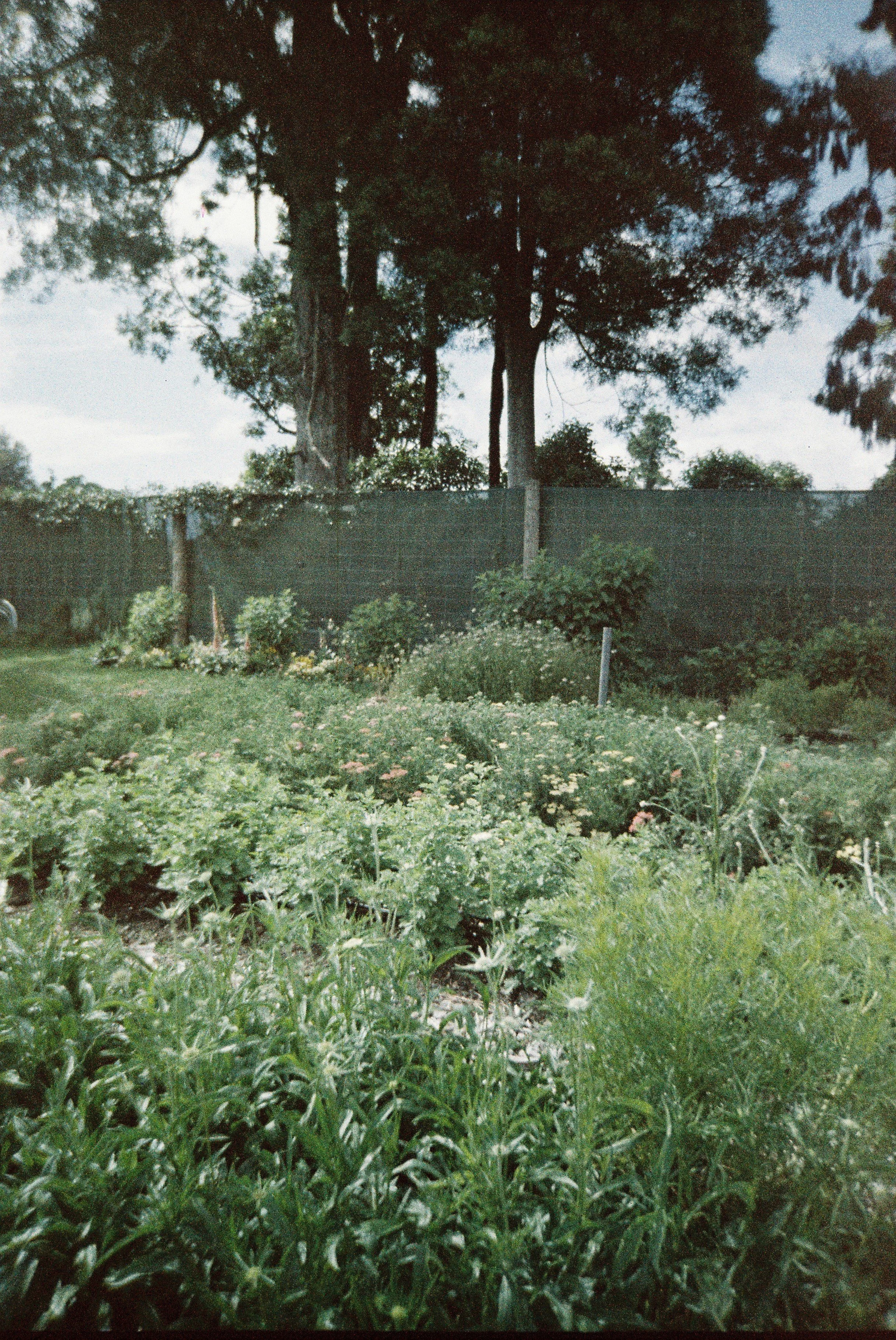 Flower farm rows.JPG