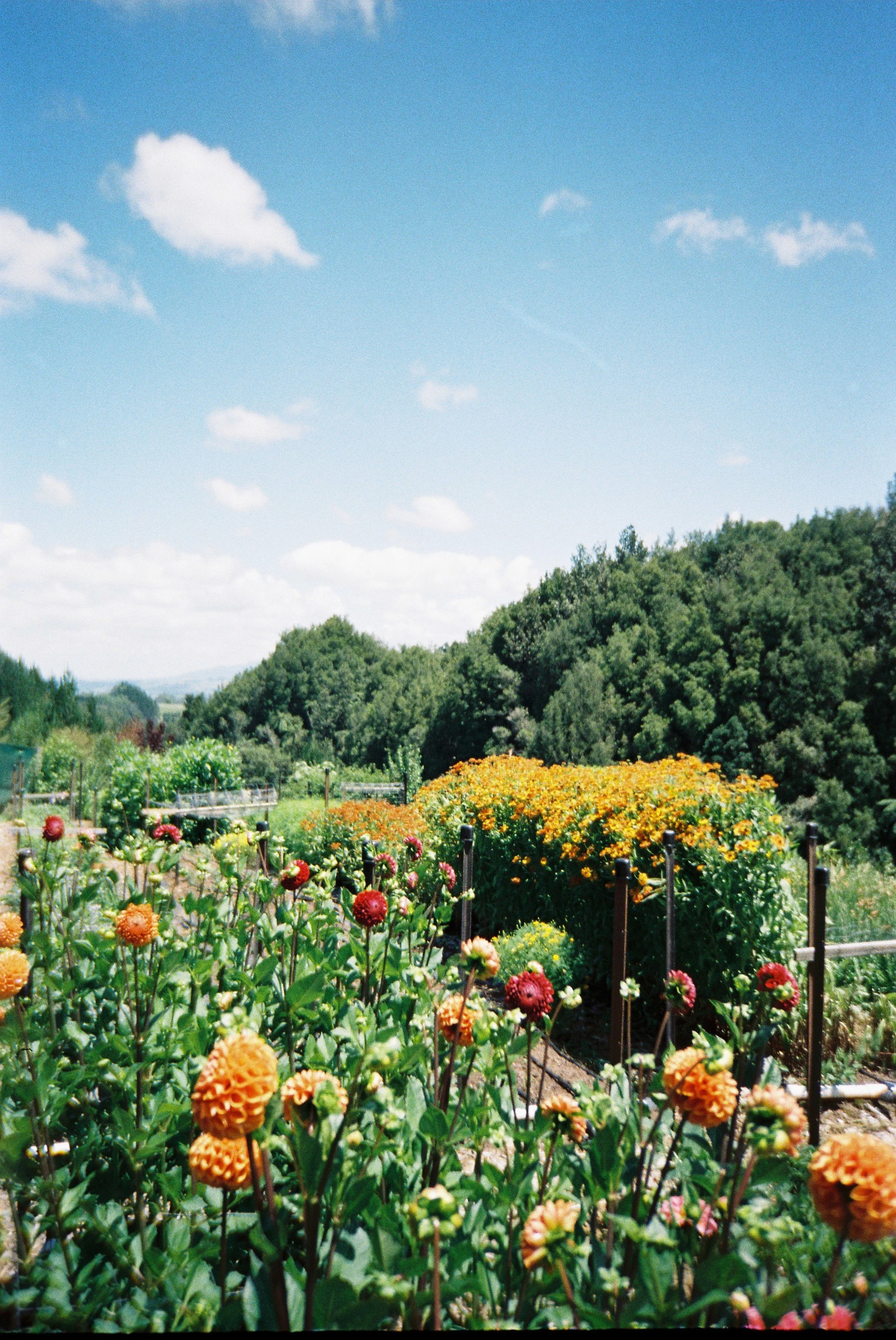 Shade Studio Saturdays