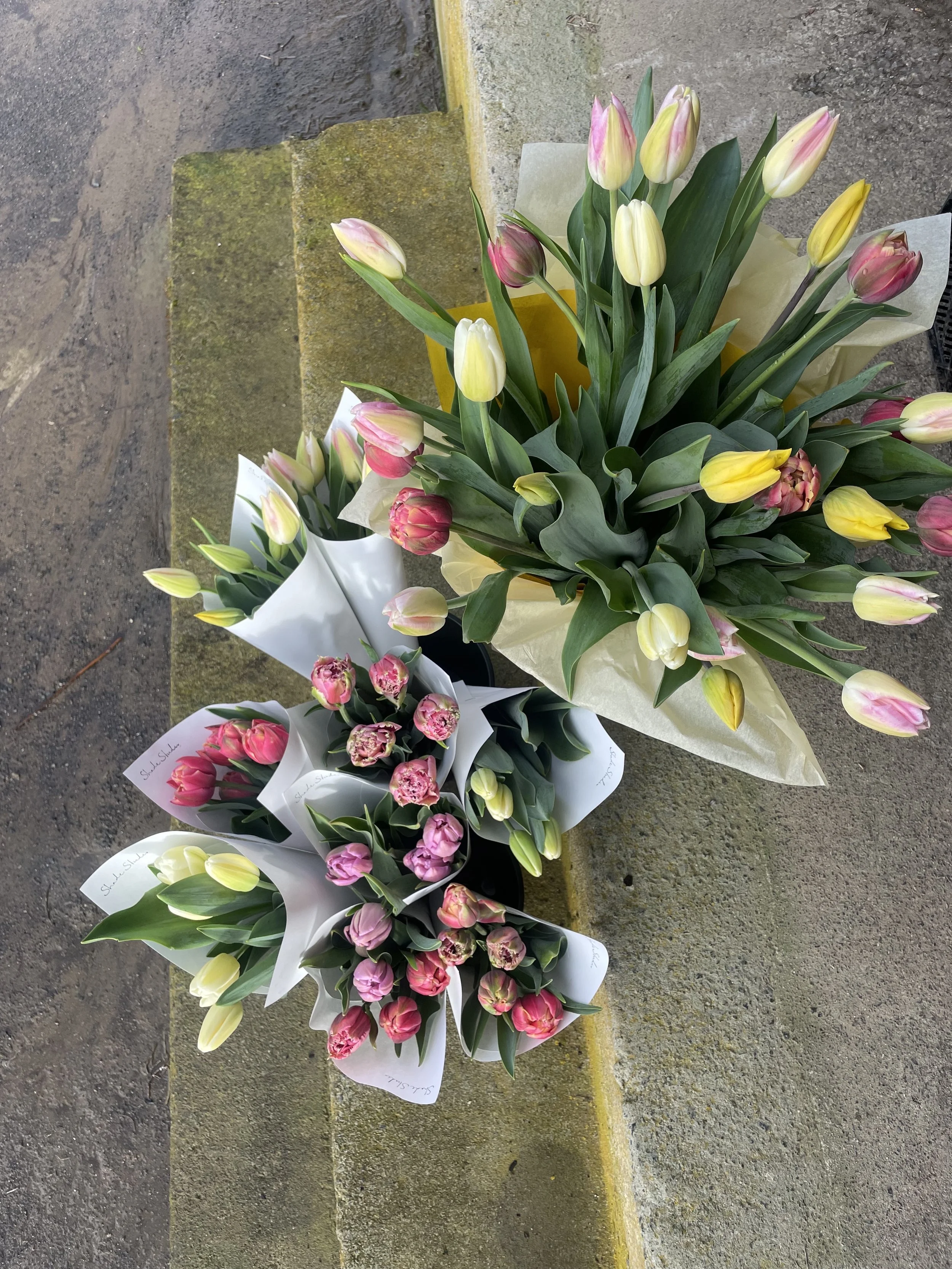 Tulips Top Tier.jpg