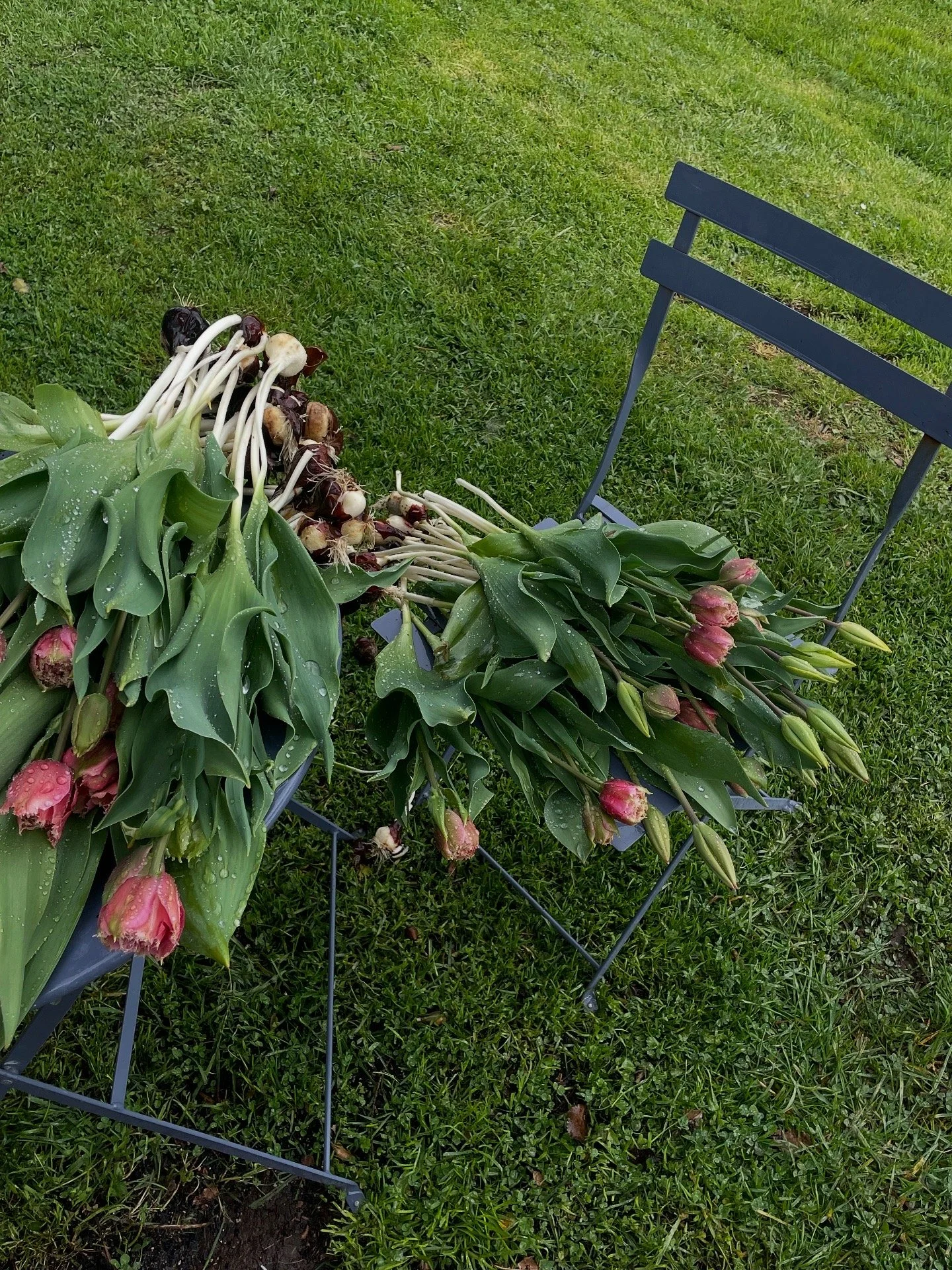 Tulips freshly harvested.JPG