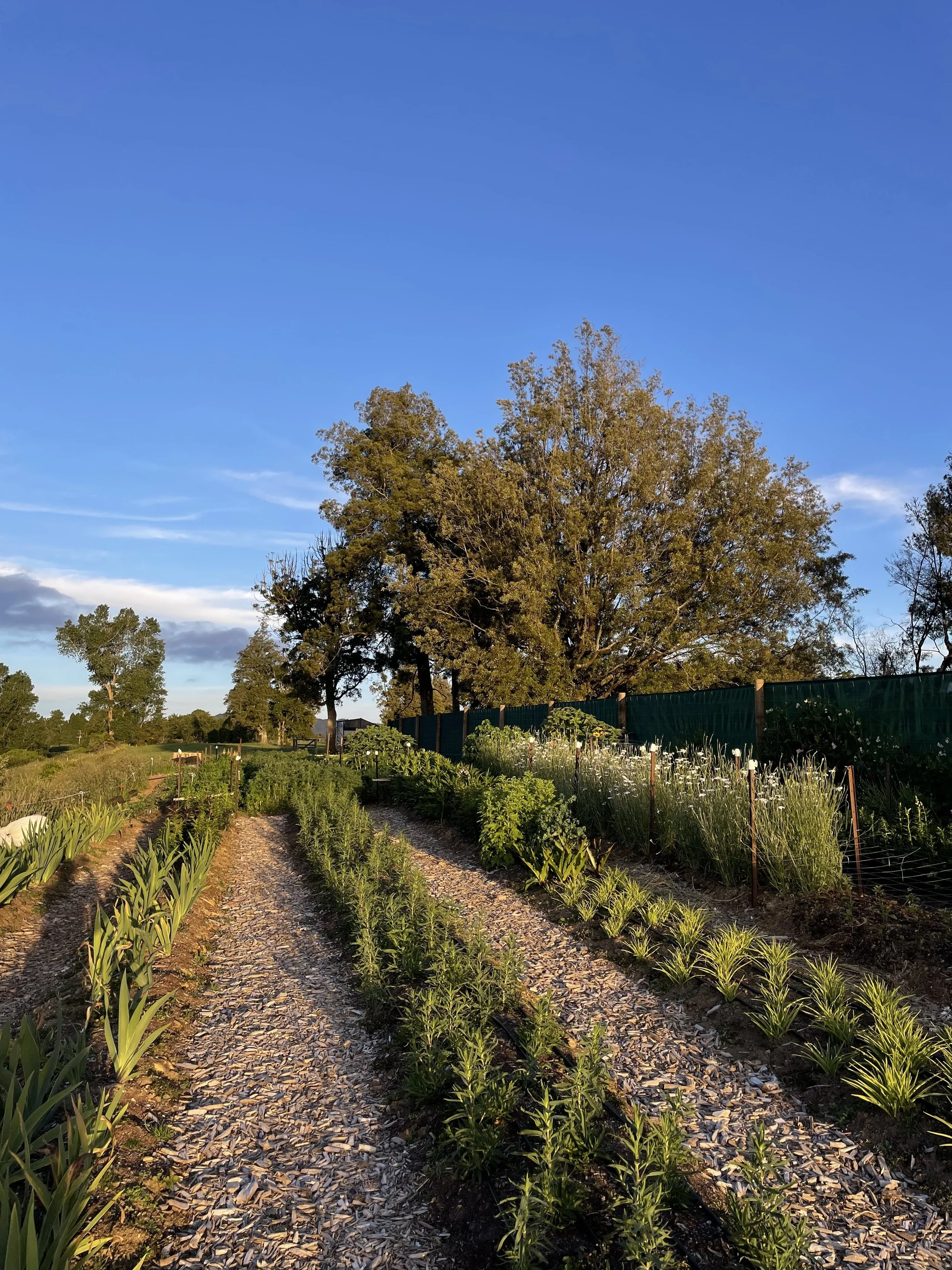 Summer at Shade Studio Farm .jpg