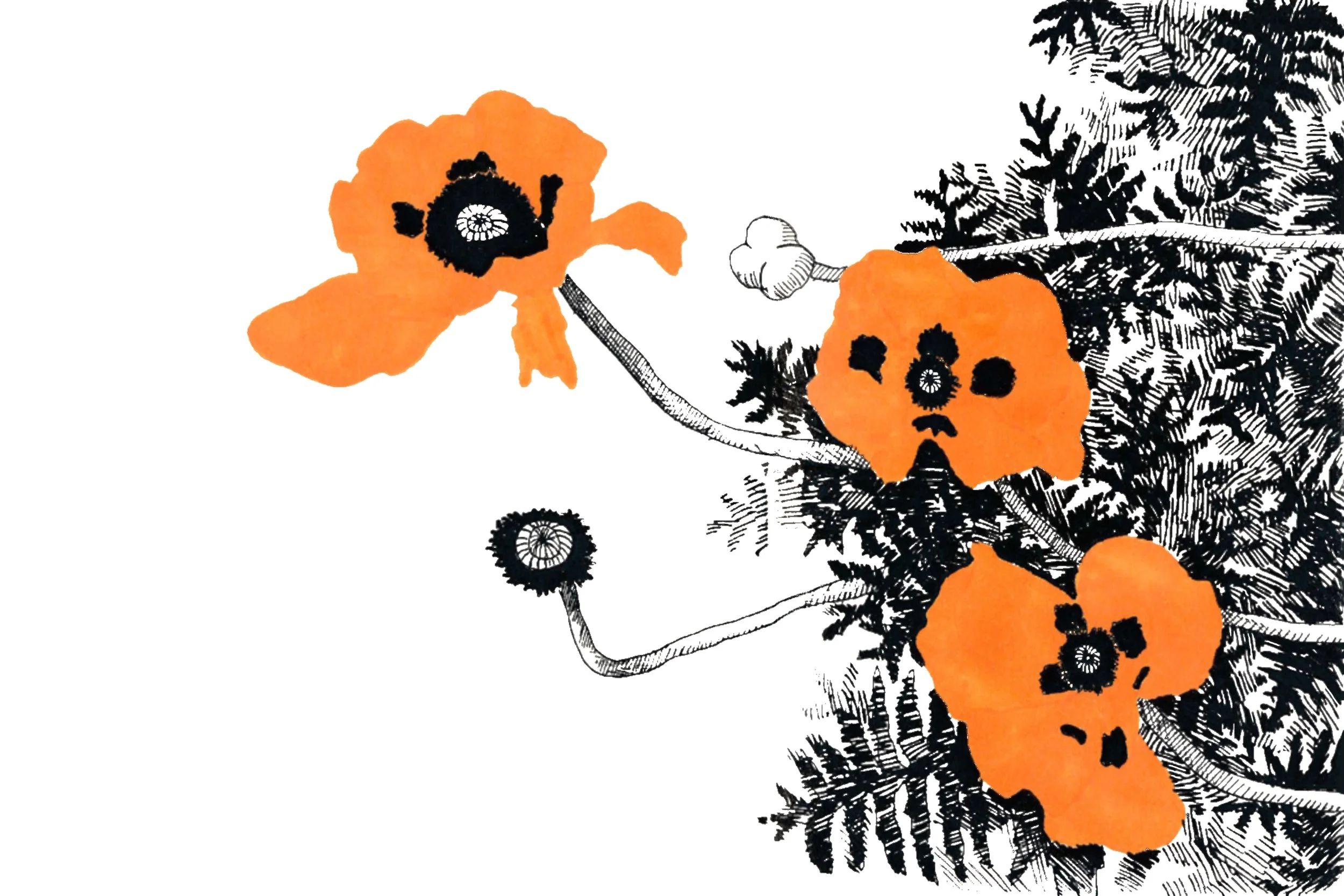 PRINT - Orange Poppies