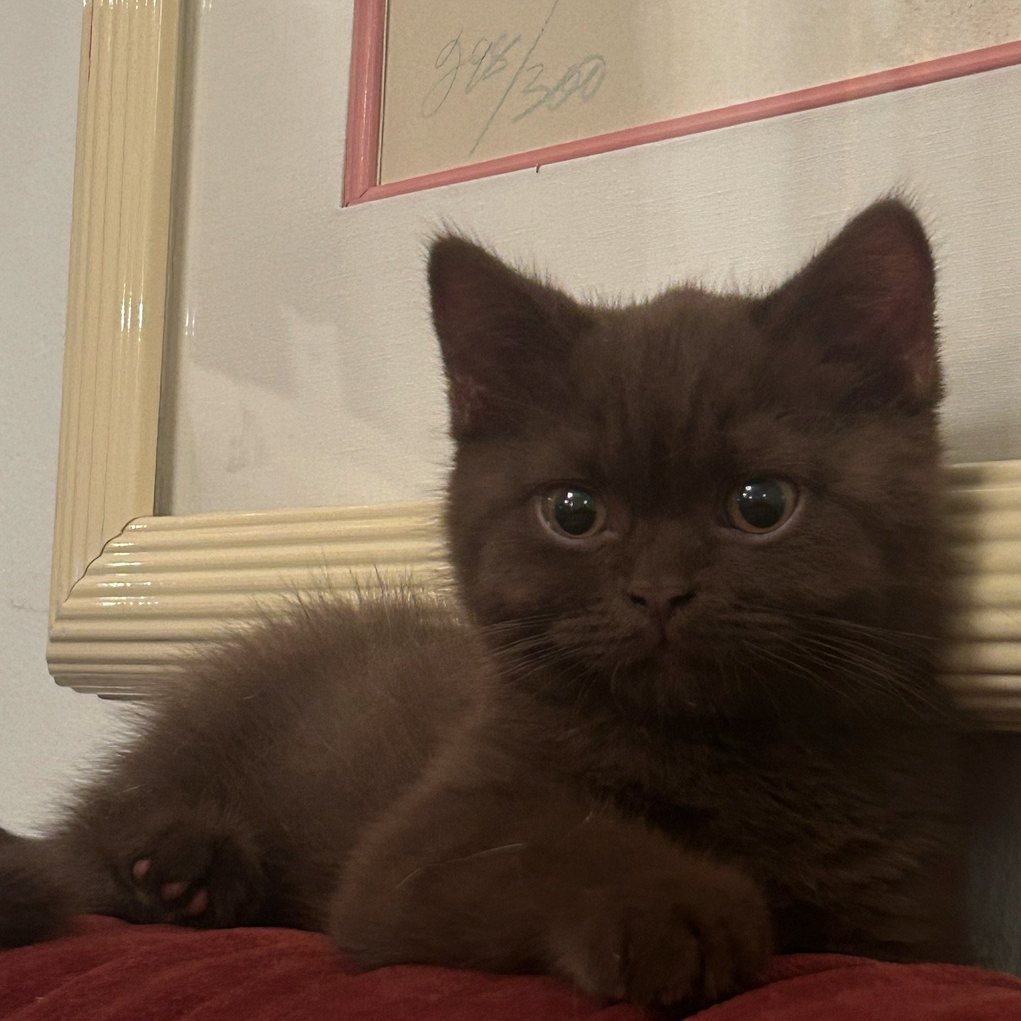 my new kitten Todd &lt;3