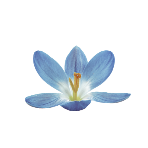 Close-up of a blue flower with six petals and yellow pistil against a black background.