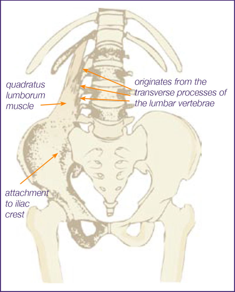 Quadratus Lumborum Syndrome — Metro Pain Group