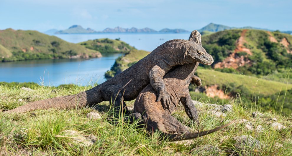 KOMODO.jpg