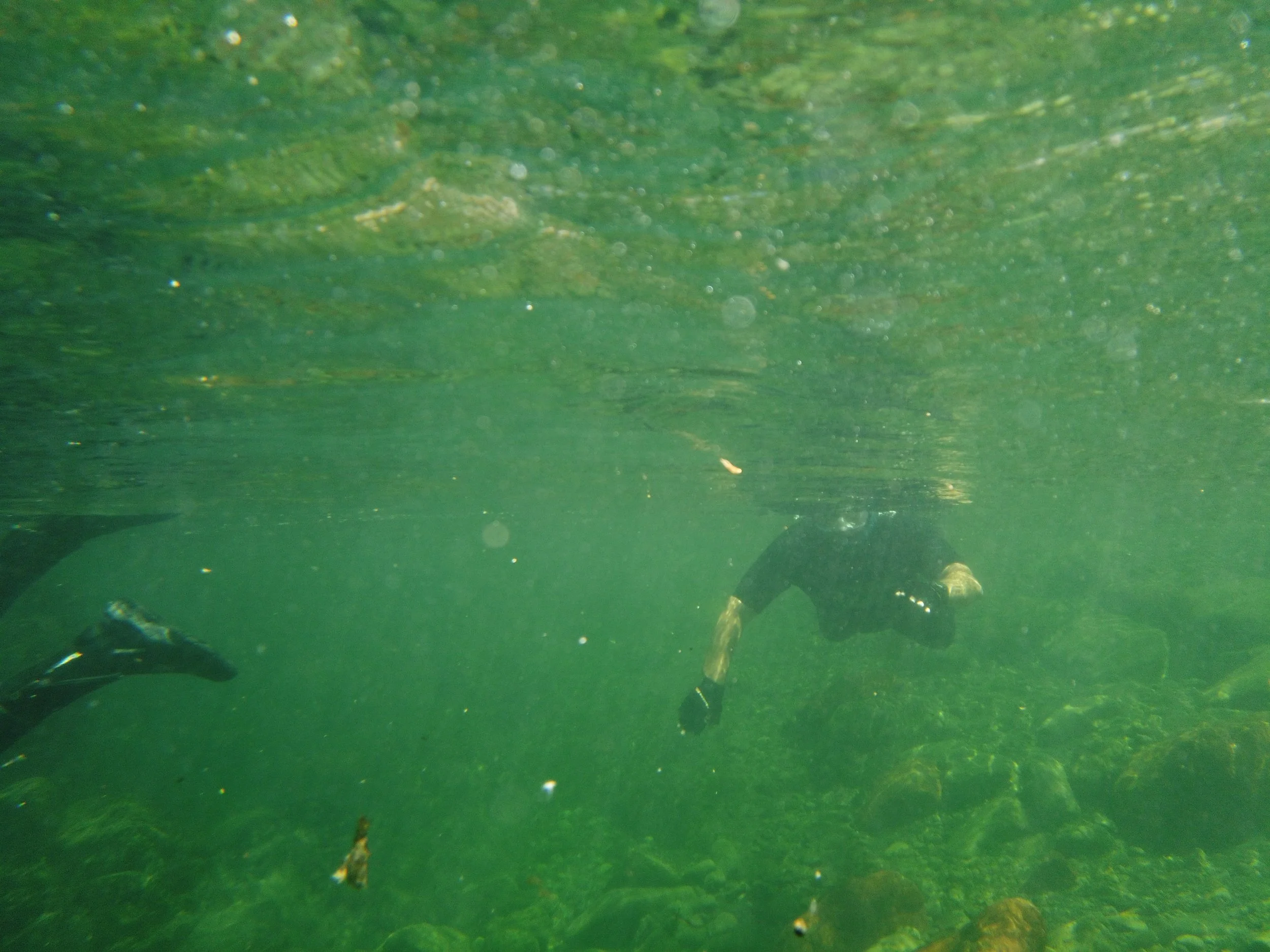 Fish &amp; Game divers take the plunge to&nbsp;keep tabs on&nbsp;trout&nbsp;and waterway health&nbsp;