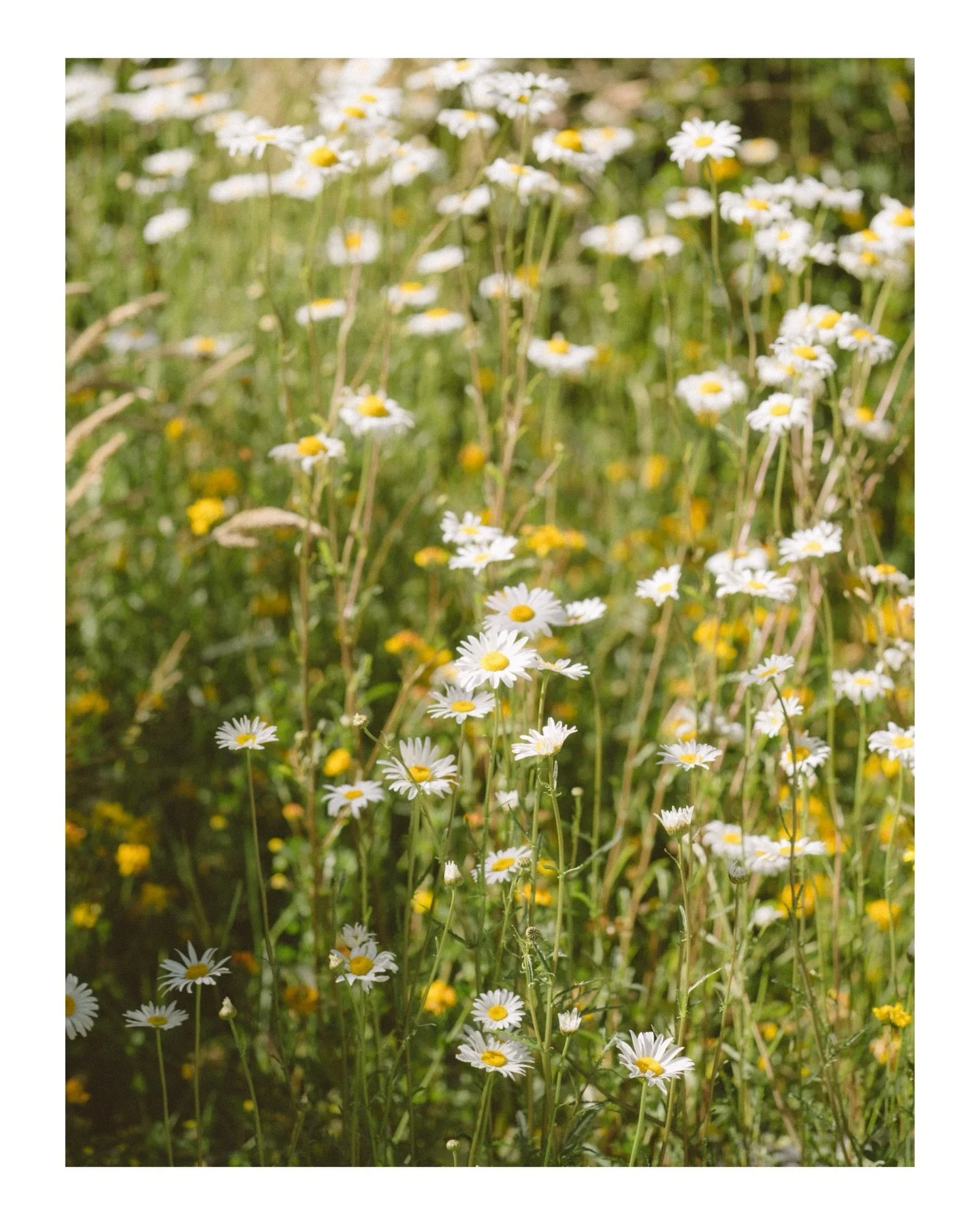 Oh Mumma nature, you are something else 🌞🌷

#nature #newzealand