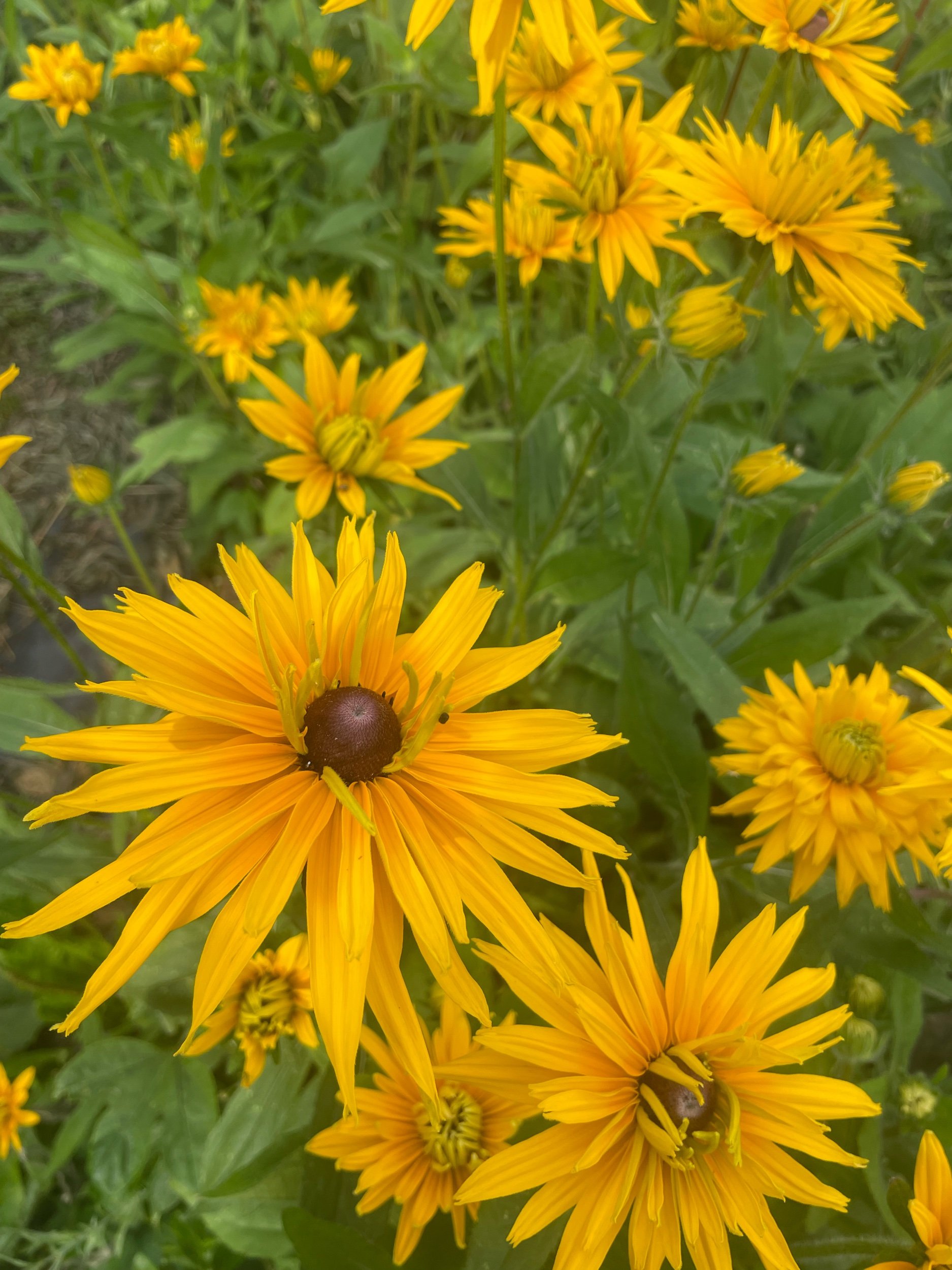 4D1479AA-EC67-4618-A47D-CBE5AD69F7B4.jpeg