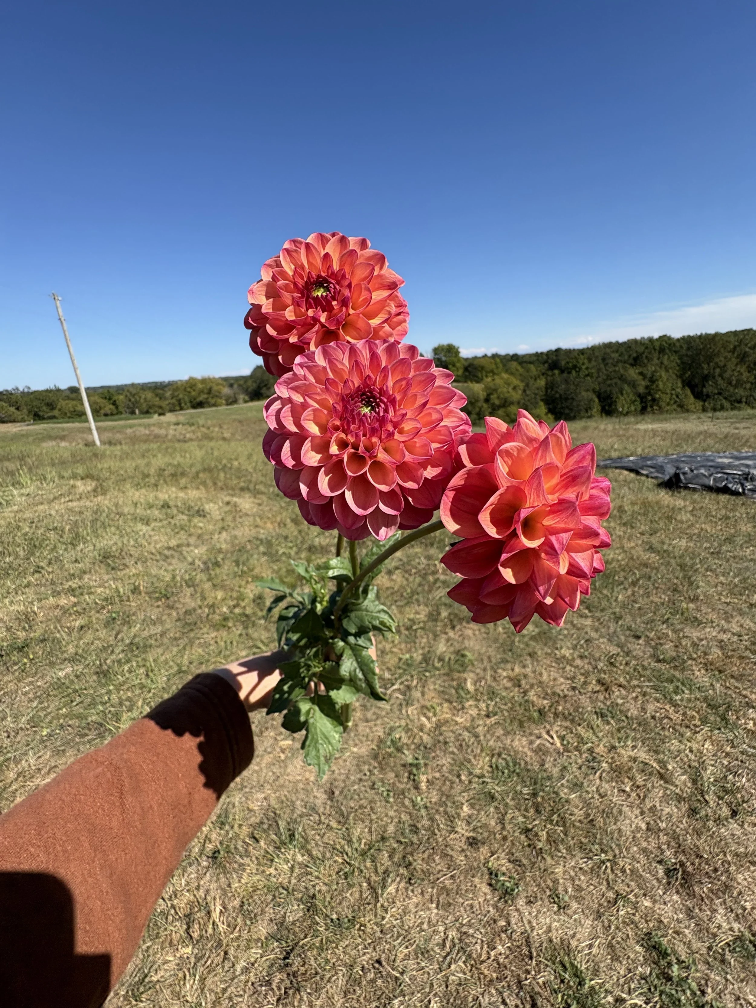 IMG_5636 (1).jpeg