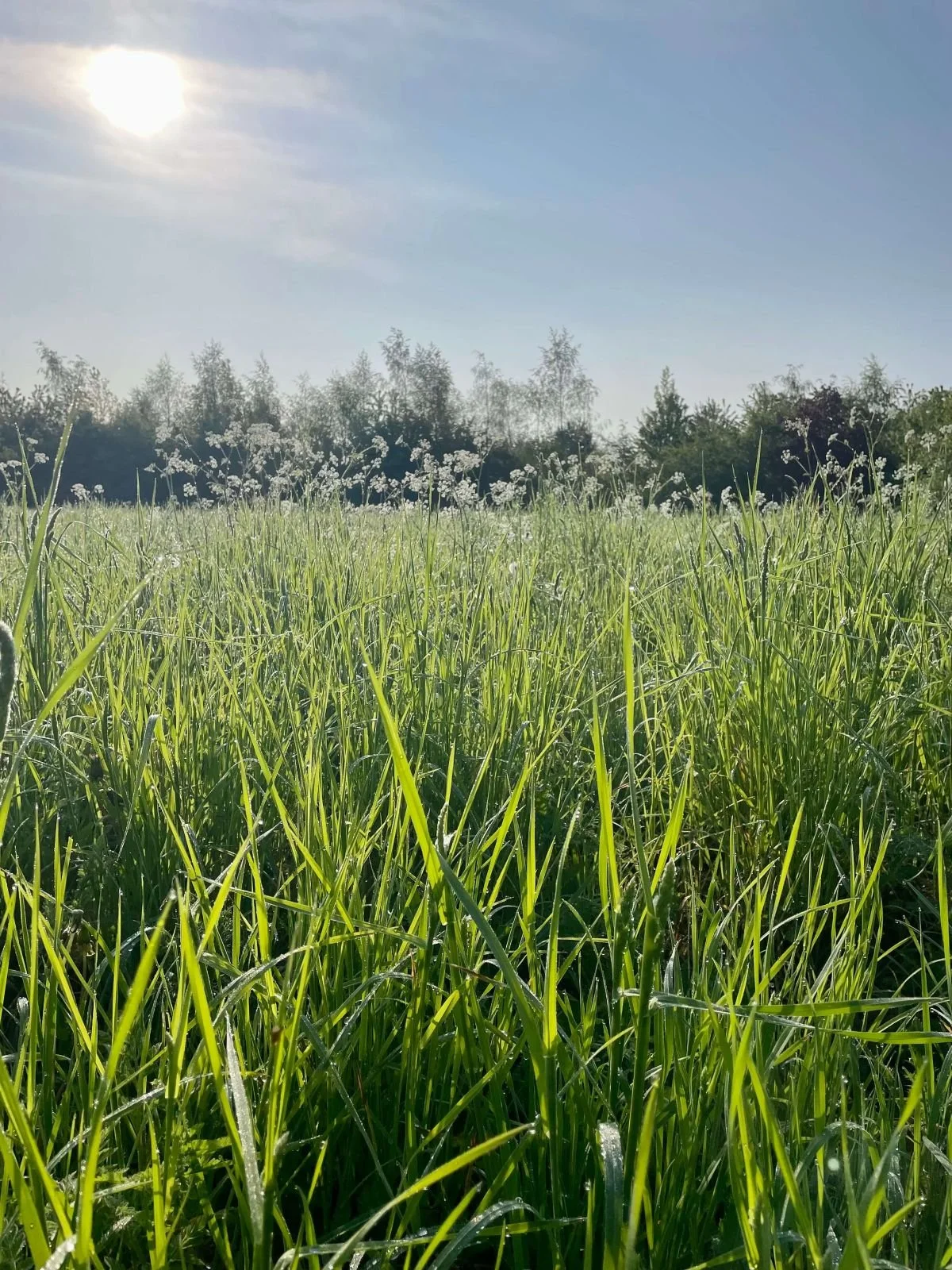 Daisies in the sun shine