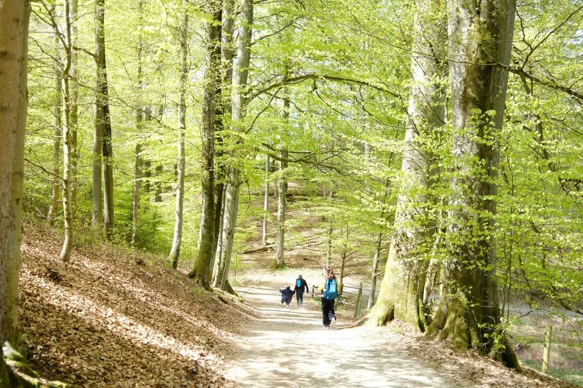 Woodland path and people walking