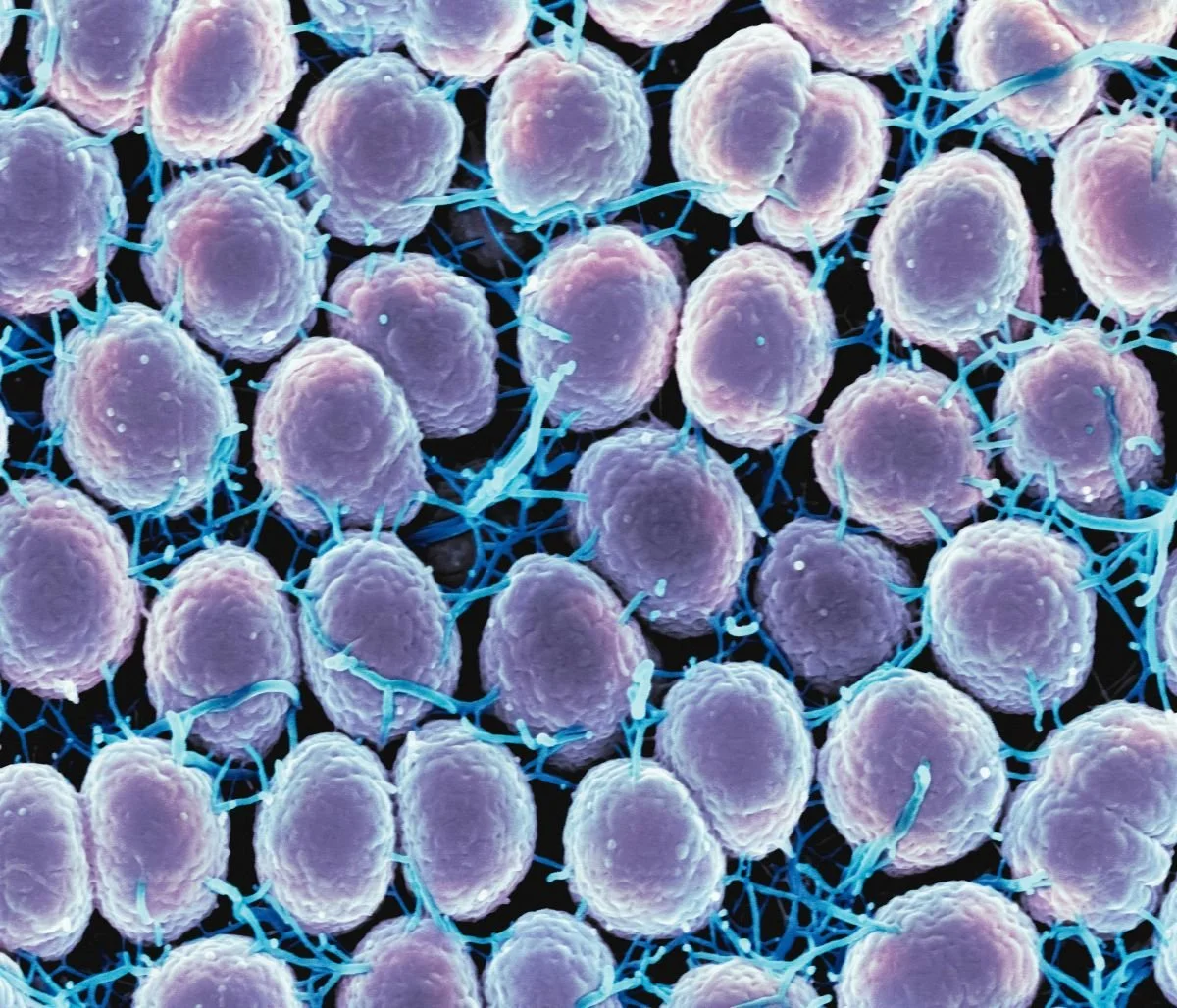 close up of some cells