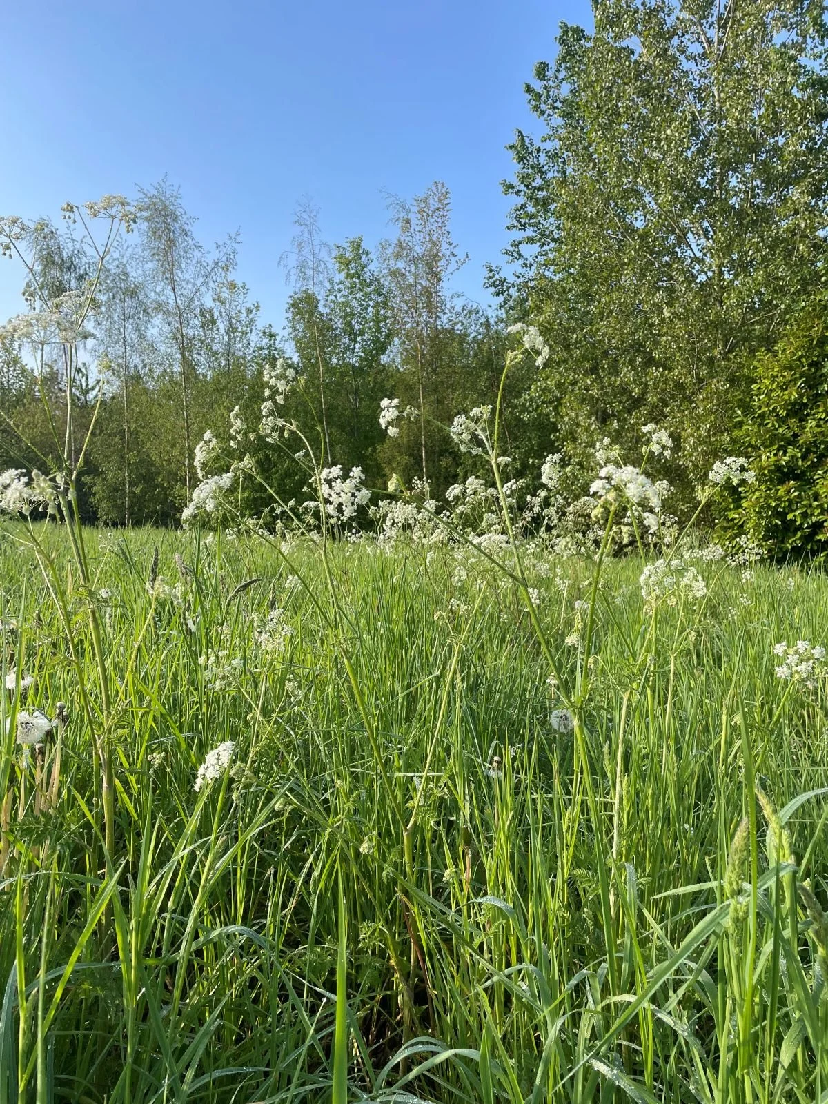 Daisies across a field