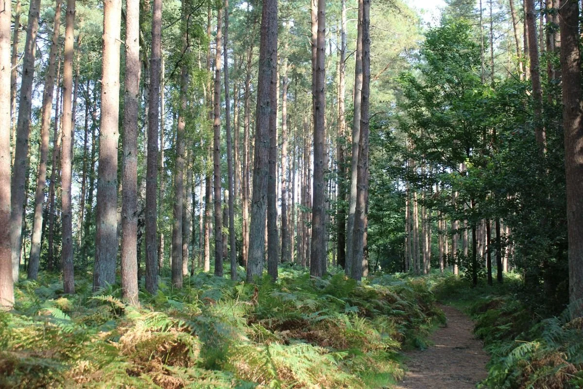 Tress in a woodland