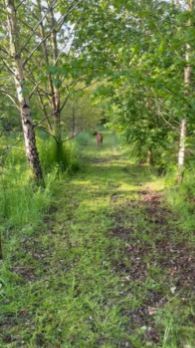 Footpath in the woods