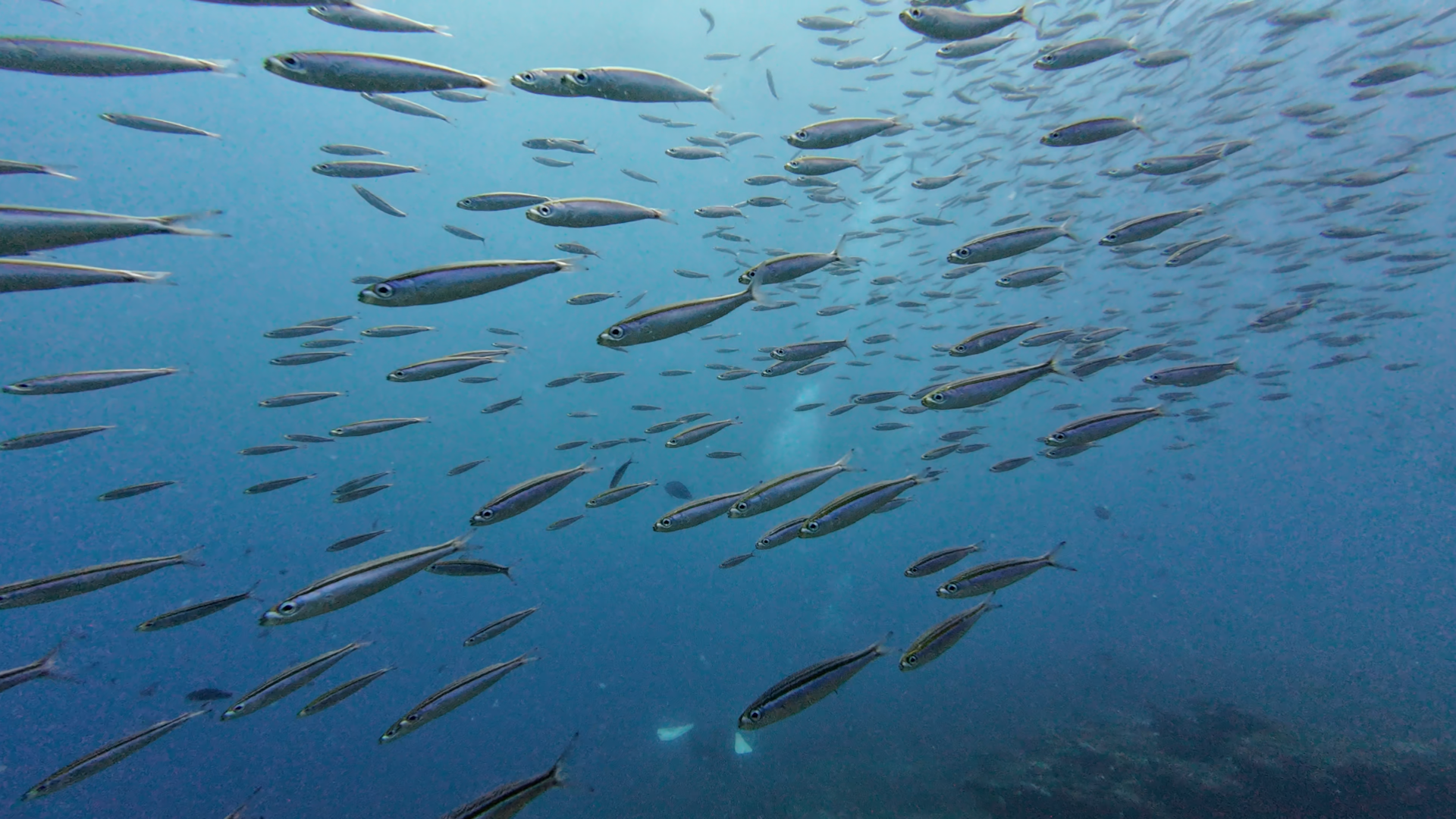 The Watamu Diaries Part 1: The Power of Protection and the Magic of Scale