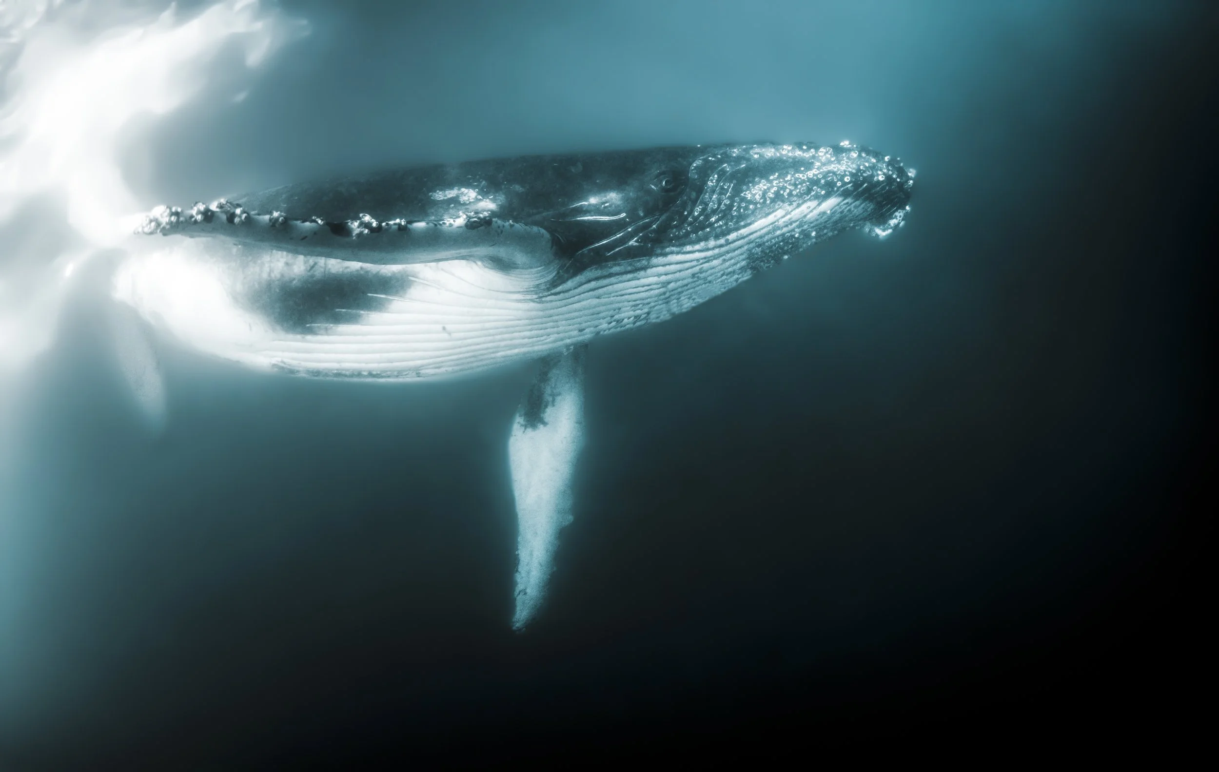 A whale swimming underwater, showing its head, baleen plates, and part of its body in deep blue water.