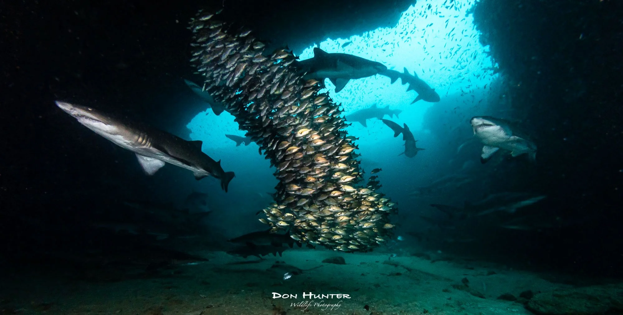 sharks and shoal.jpg