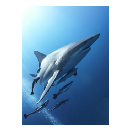 shark.png