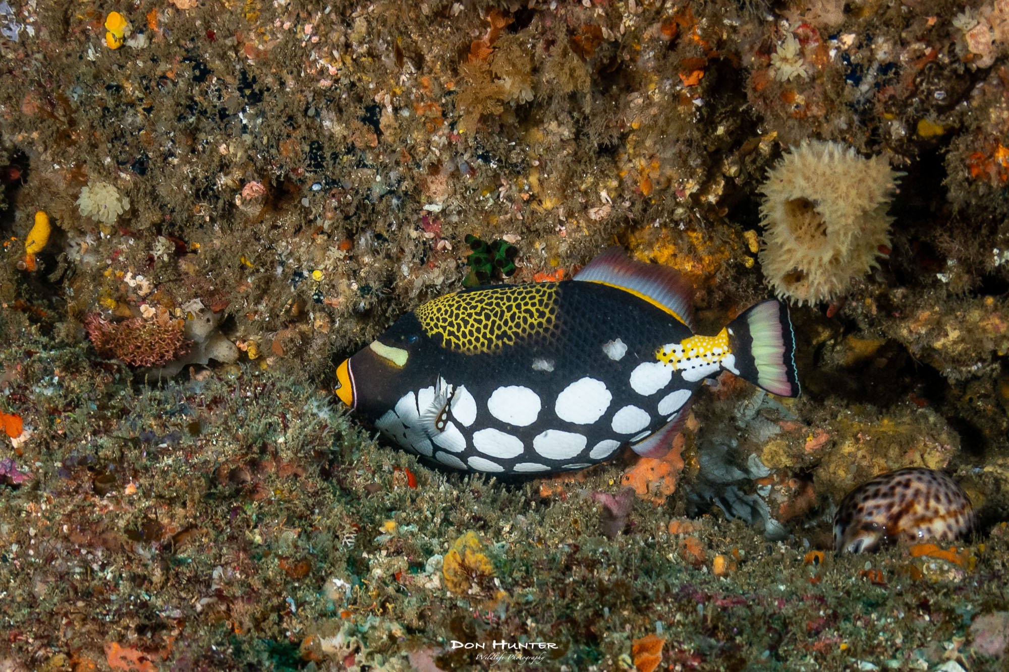 Clown trigger fish.jpg