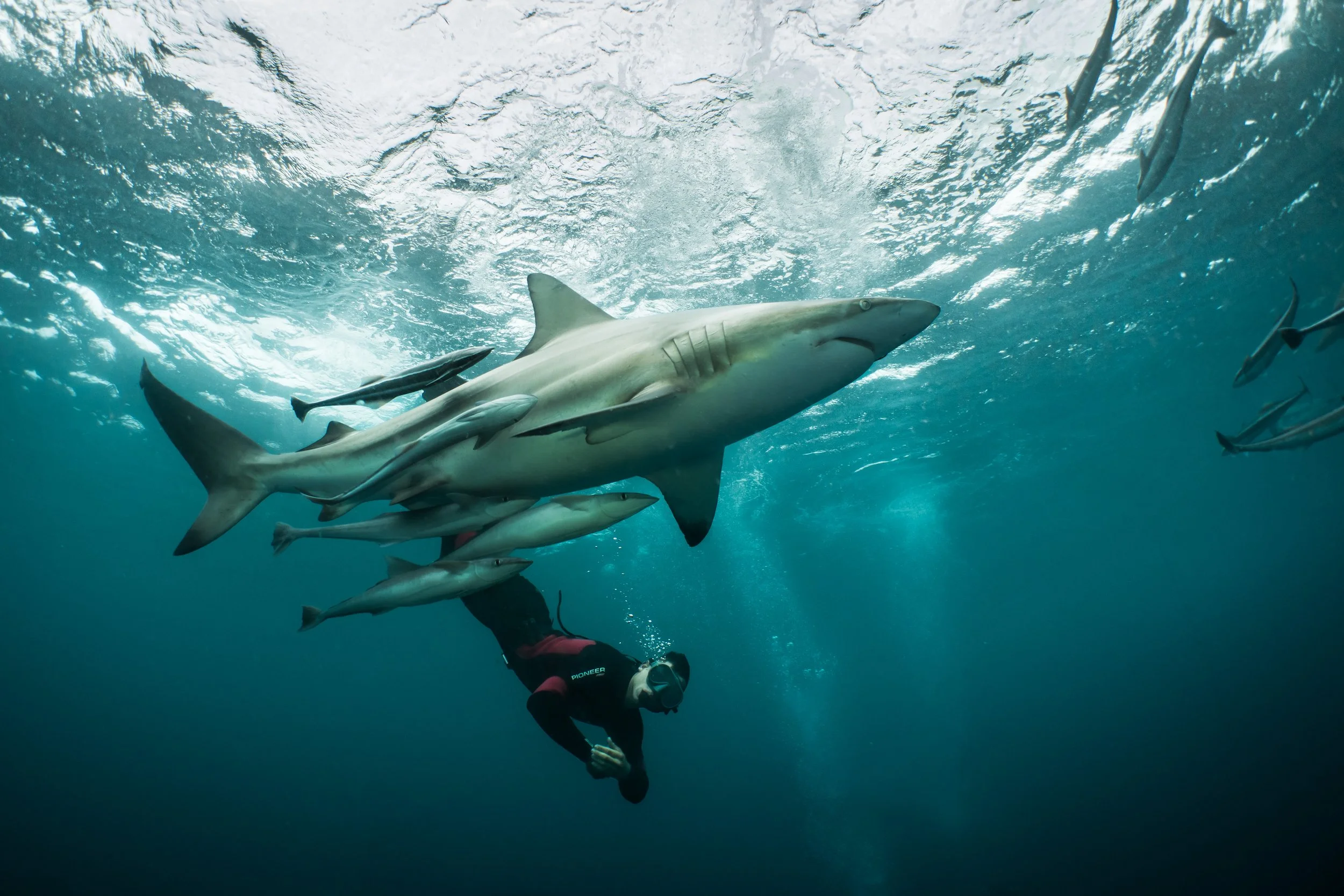 A scuba diver underwater with a large shark and several smaller fish swimming around.
