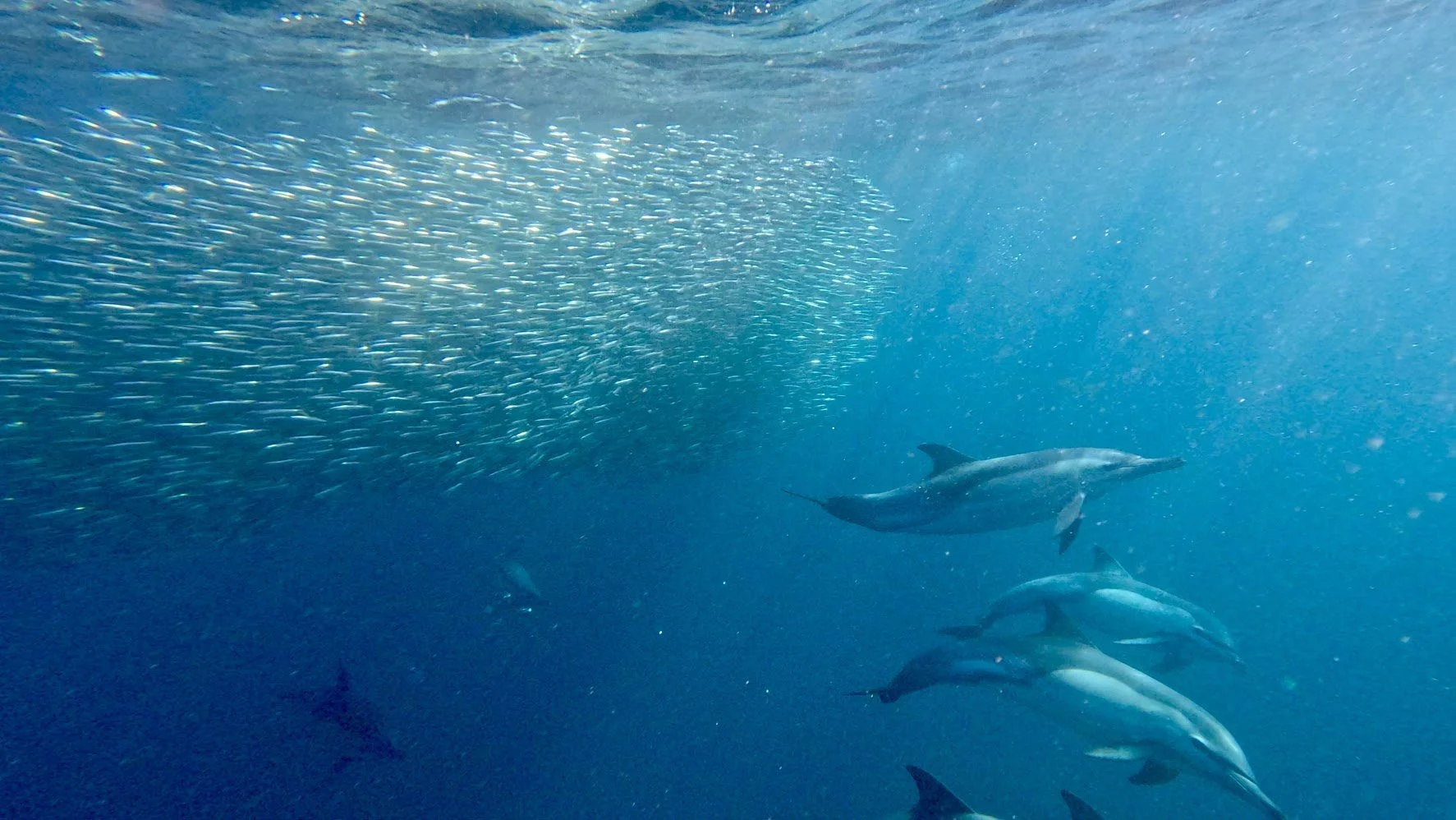 SOUTH AFRICA: Jun 26-Jul 2 2026 — 8 PAX