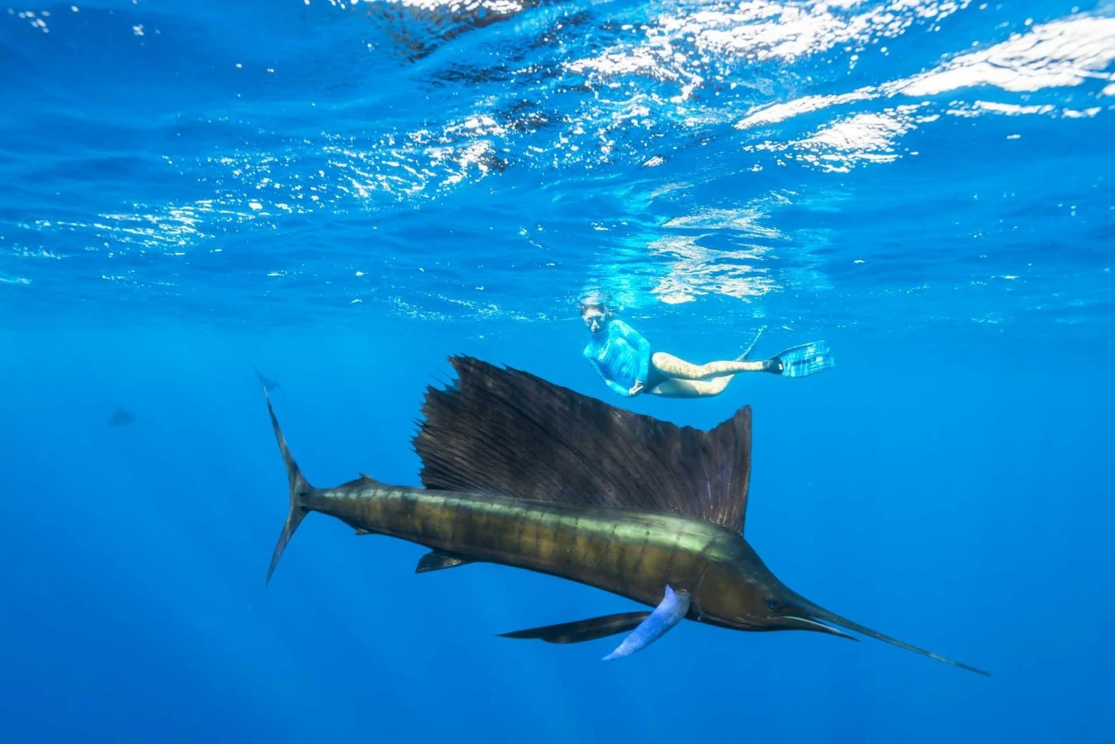A woman swimming underwater near a large sailfish in the open ocean.