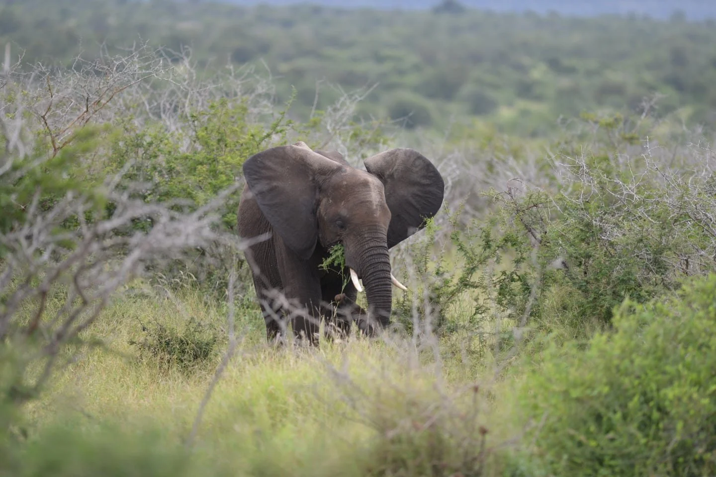 Elephant.jpg